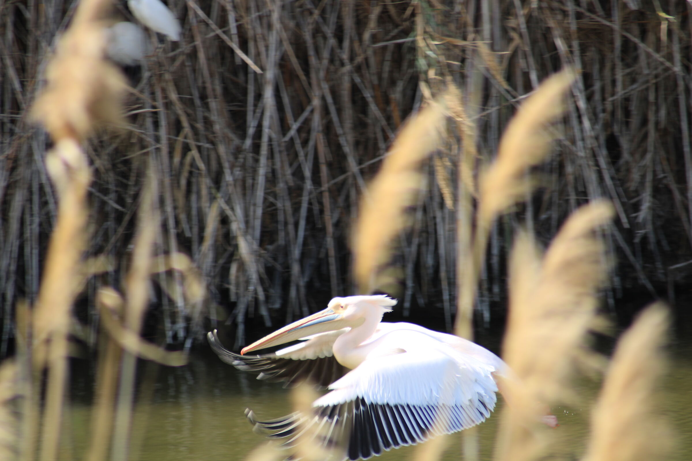 pelican