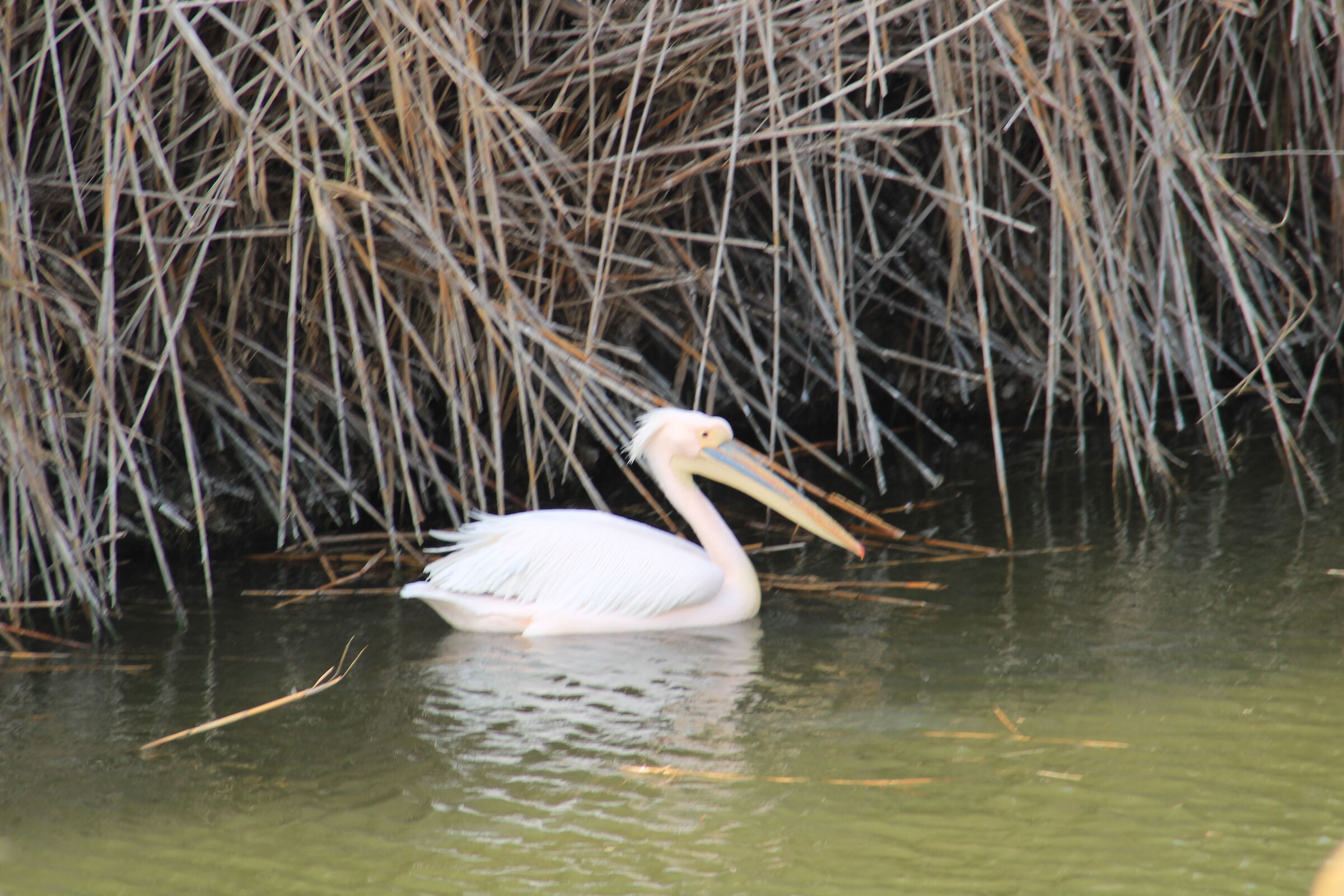 pelican