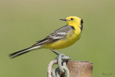 Motacilla citreola