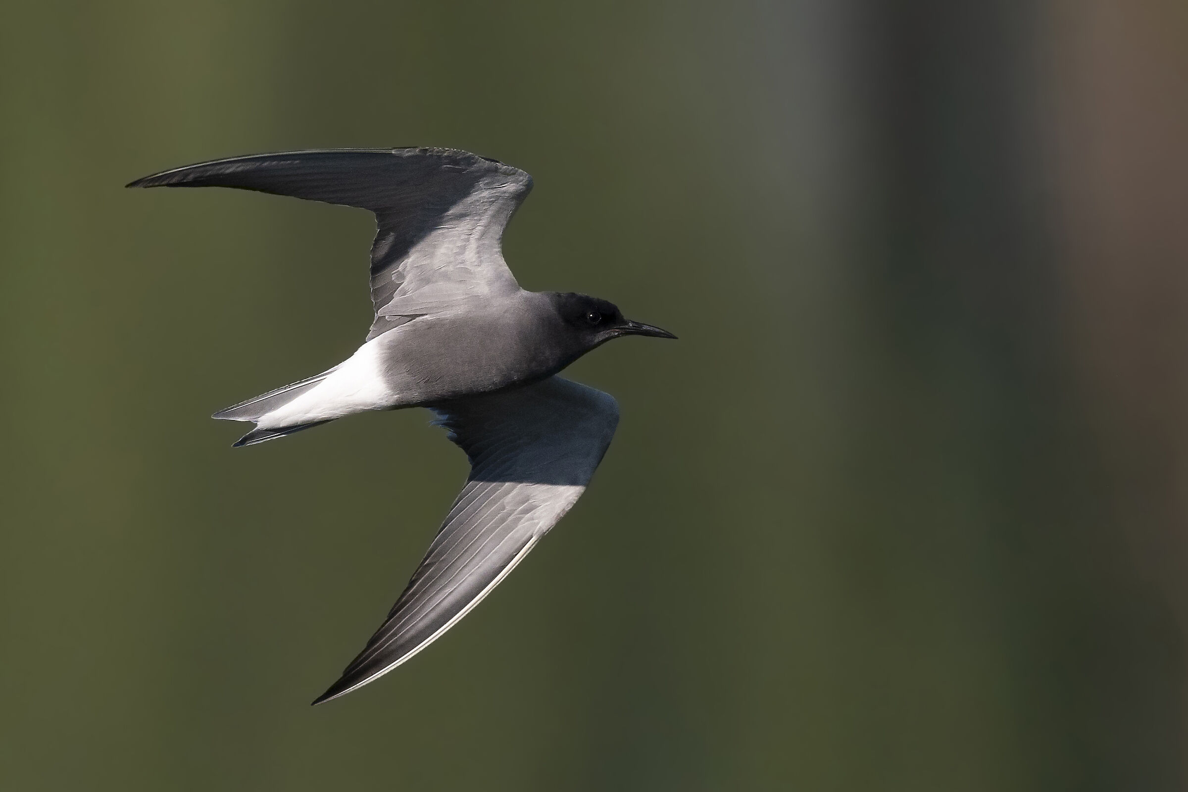 black tern