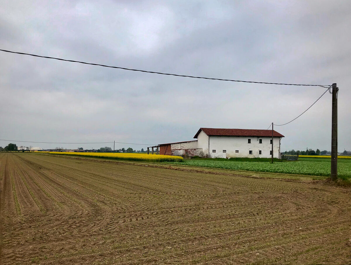 A rapeseed triangle