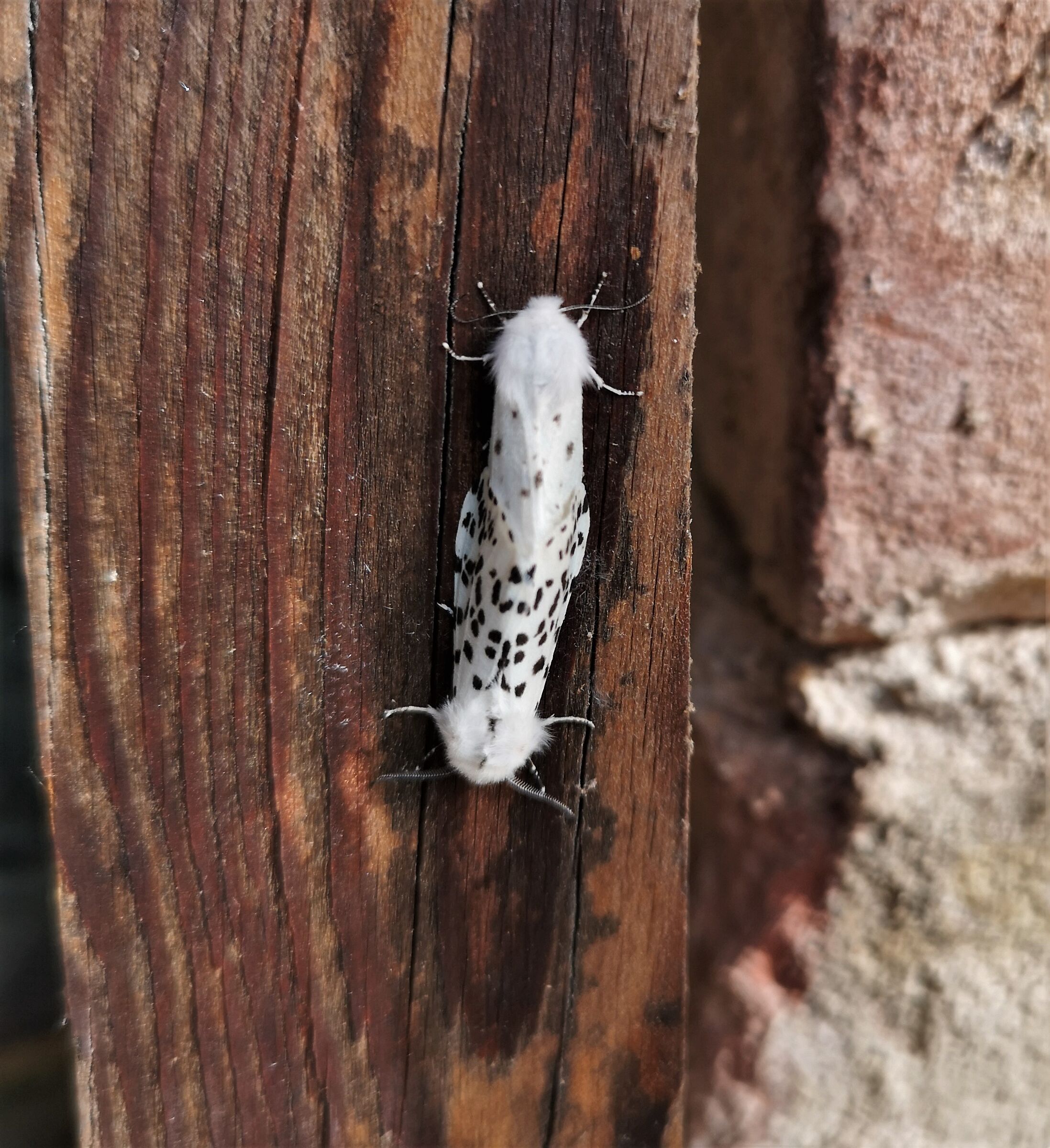 leopard moth