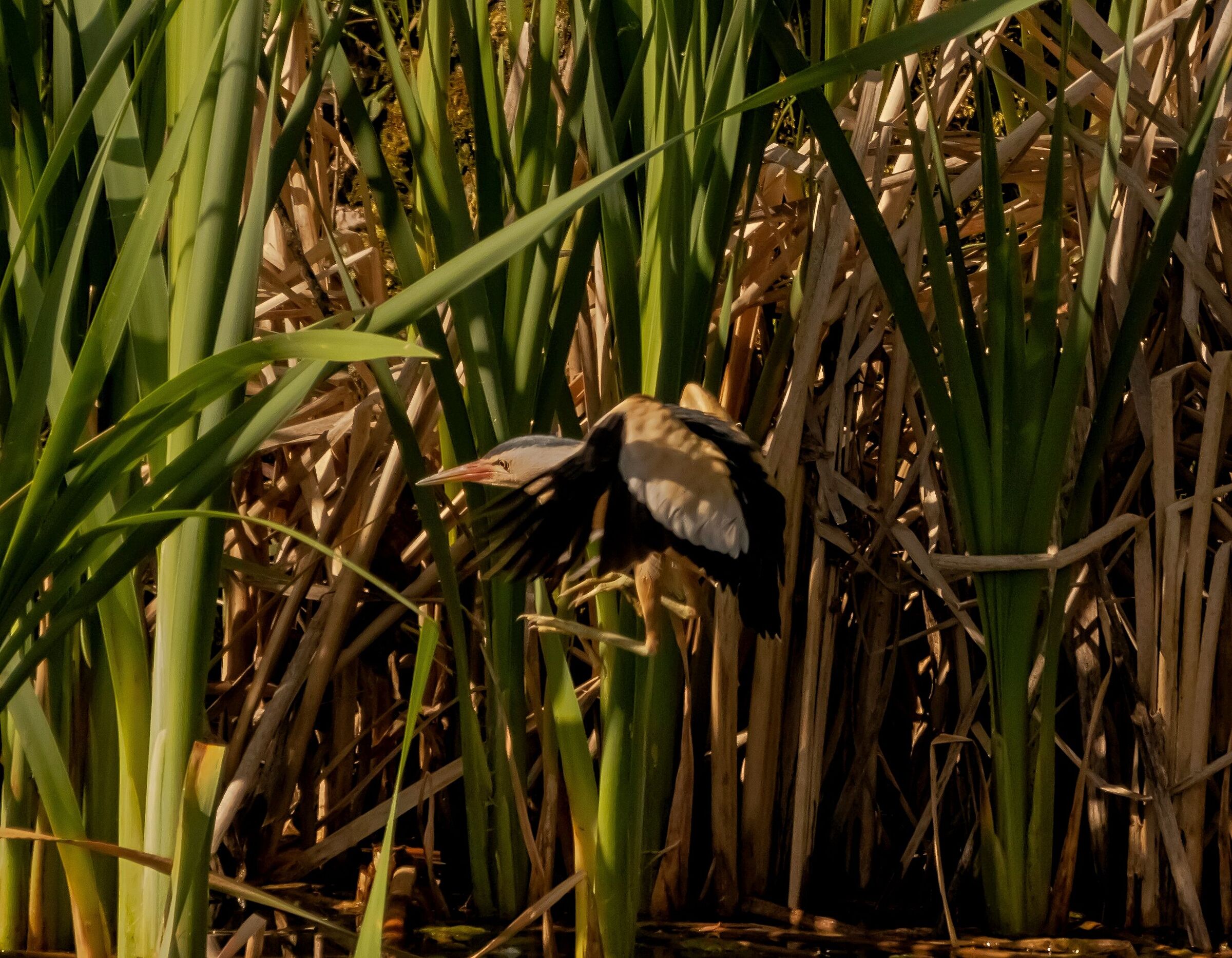 Male tarabusino while landing Oasis Lipu 7/05/2021