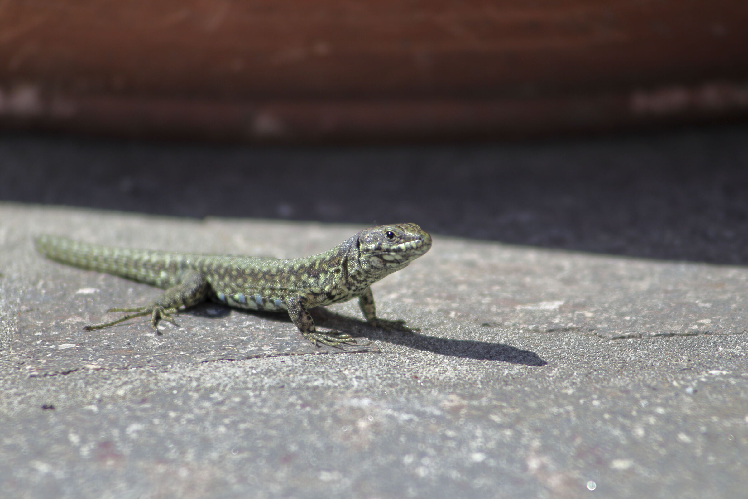 Lizard showing off on the court