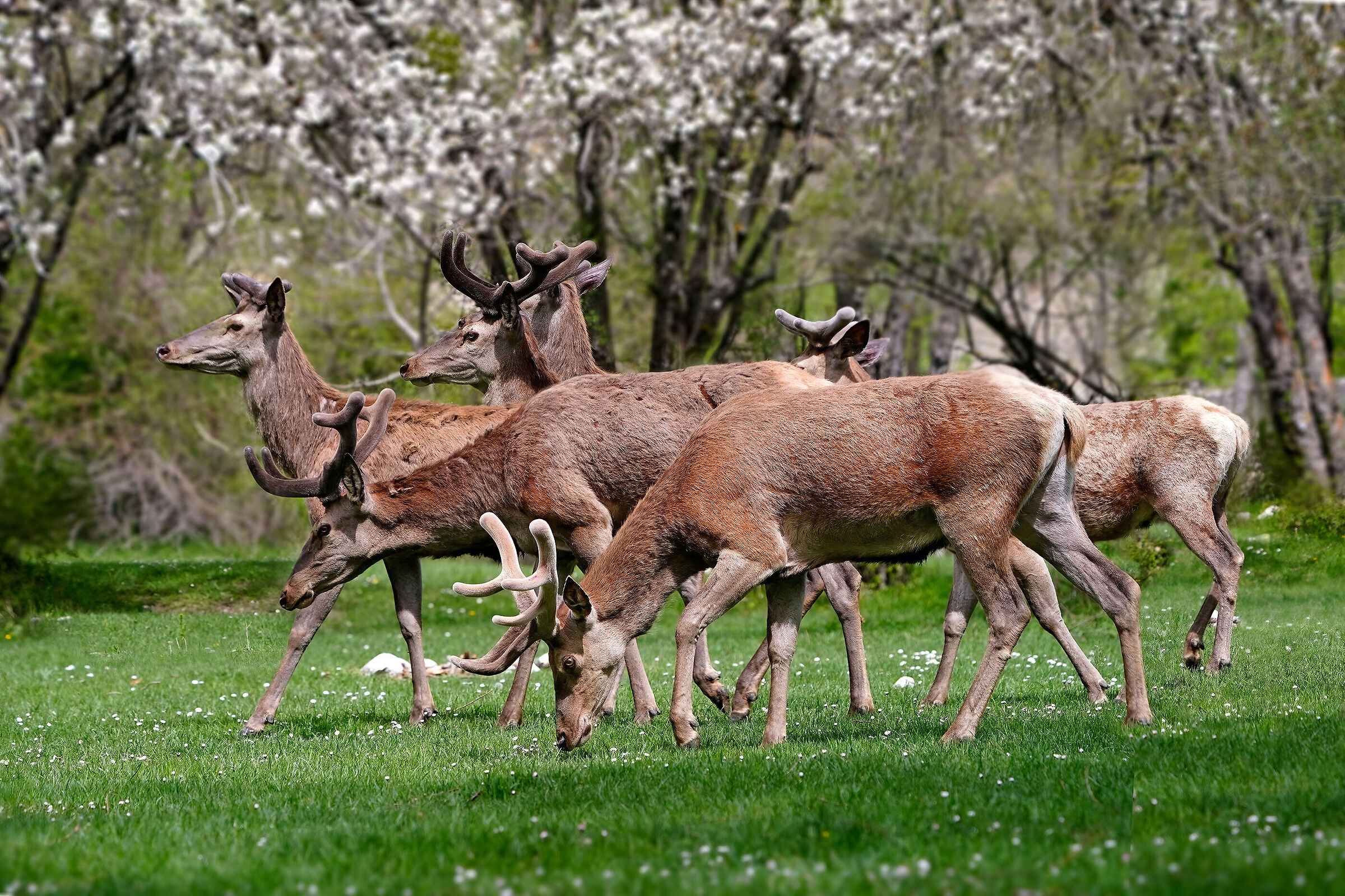 Deer in spring