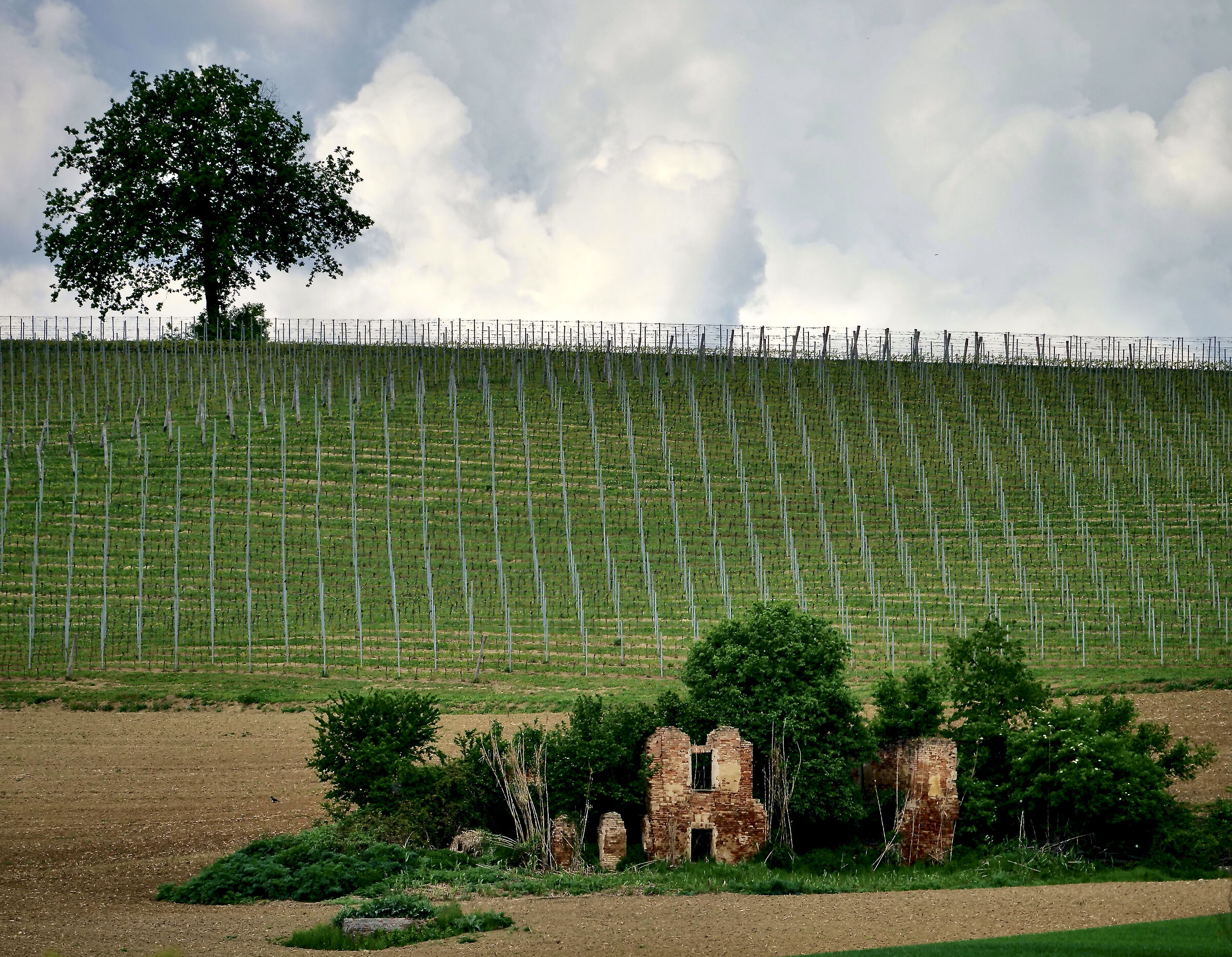 la natura si riprende i suoi spazi