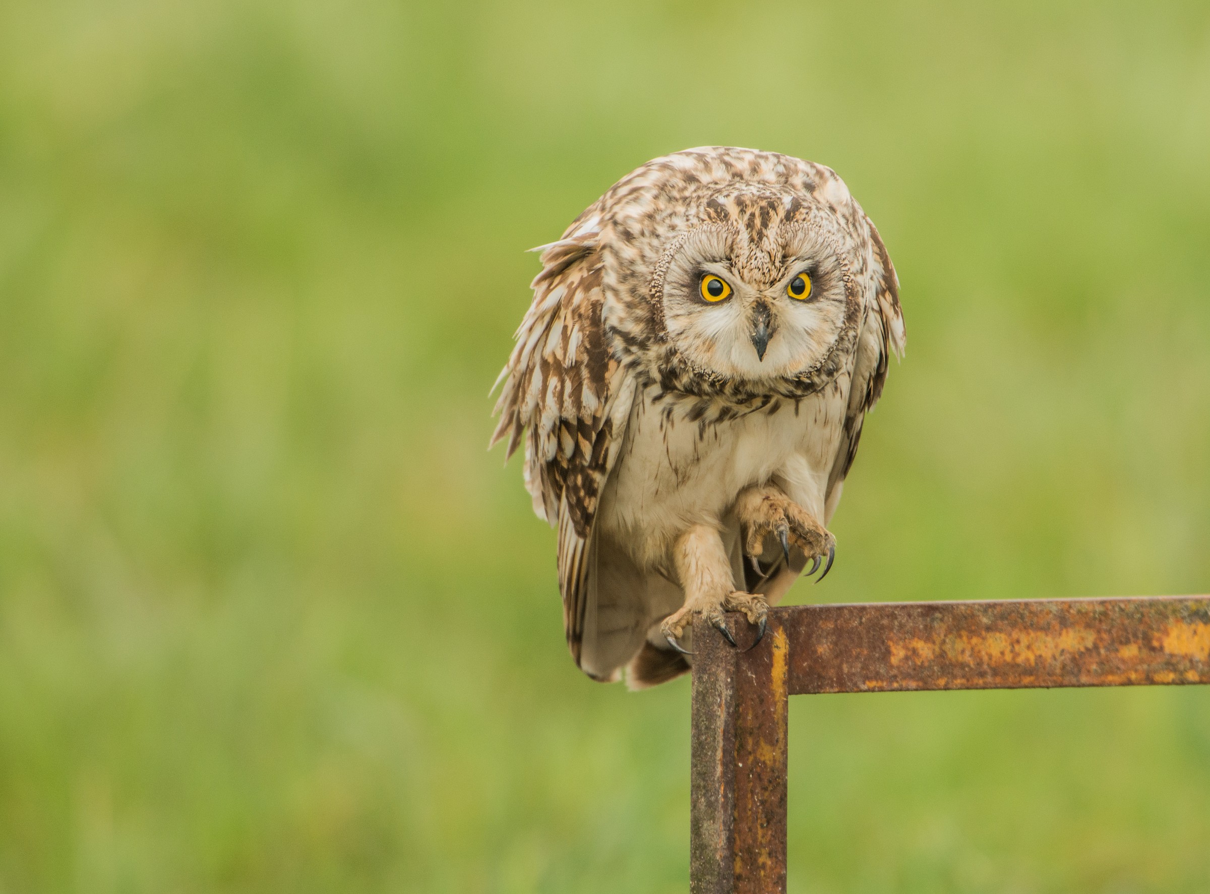 Short-eared Owl