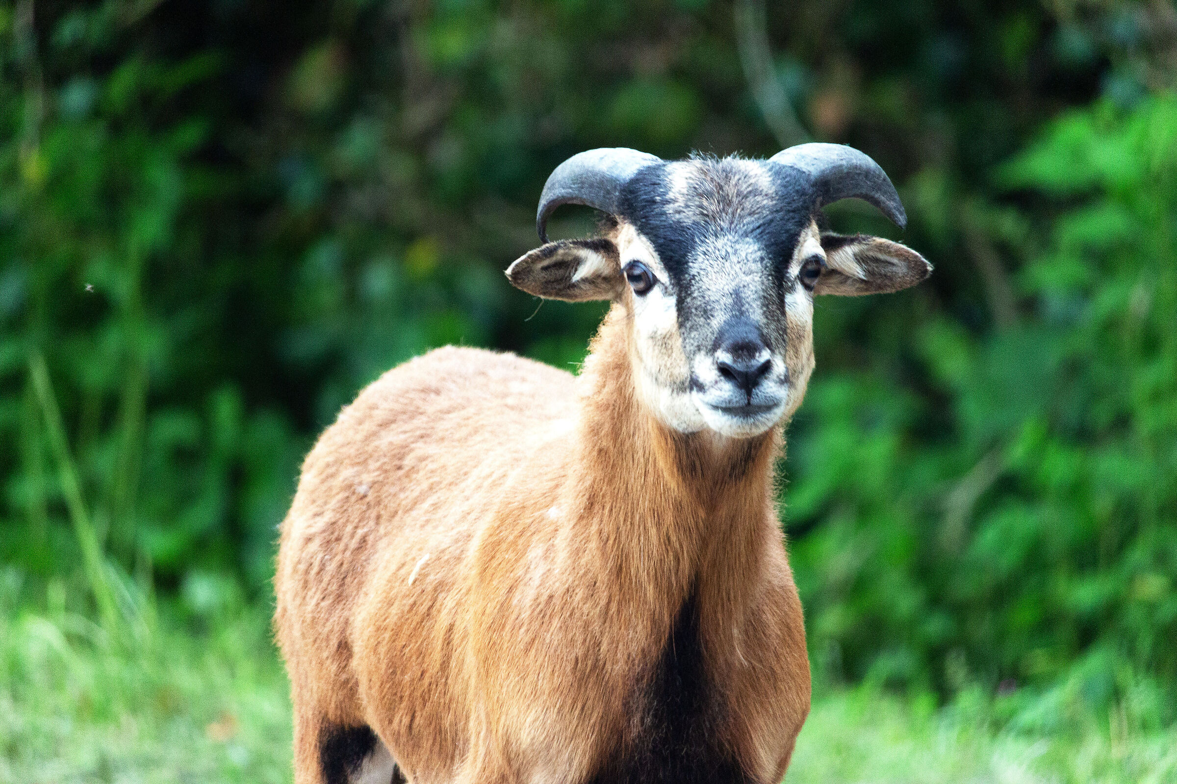 Morning meetings... Cameroon sheep