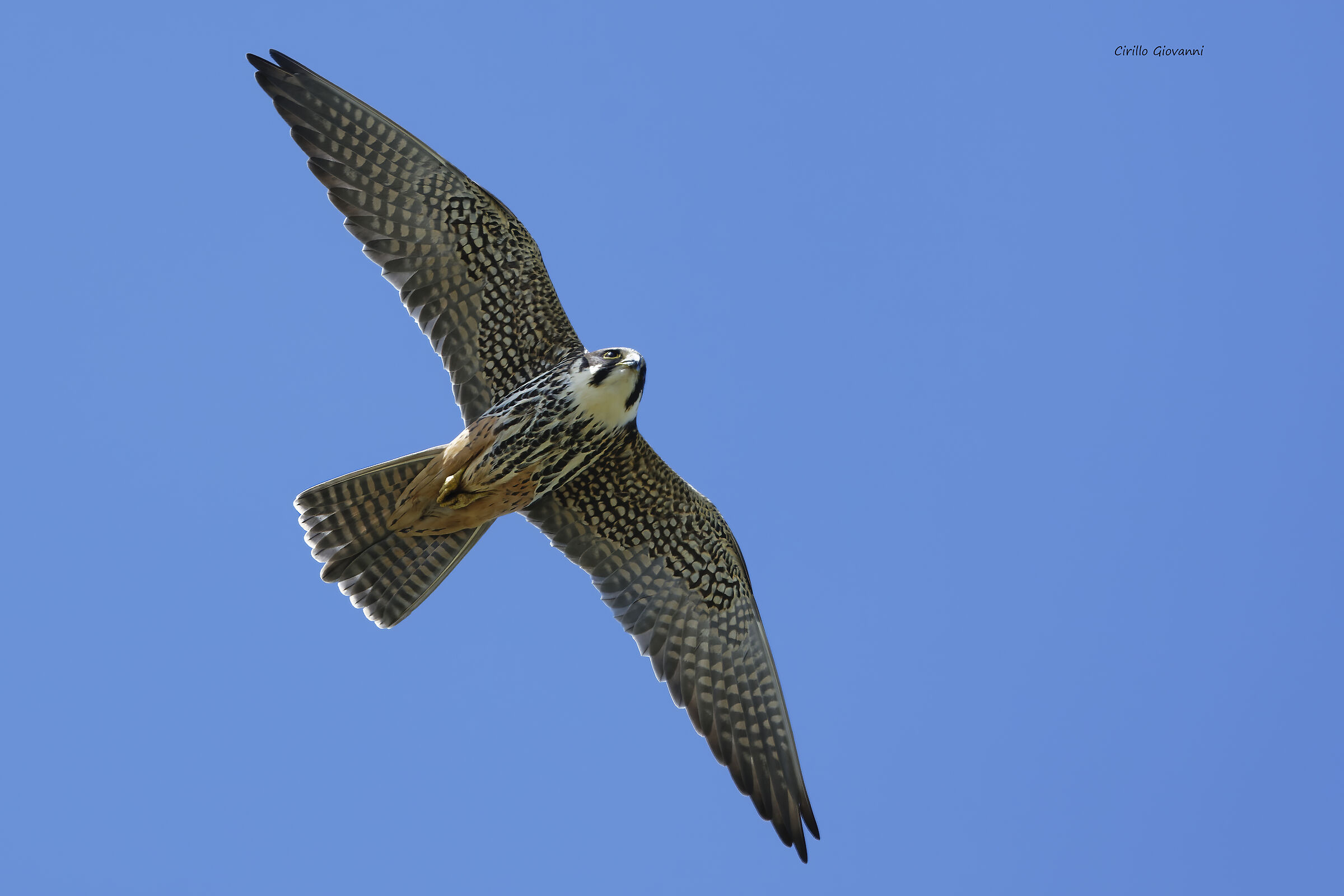 Eurasian hobby