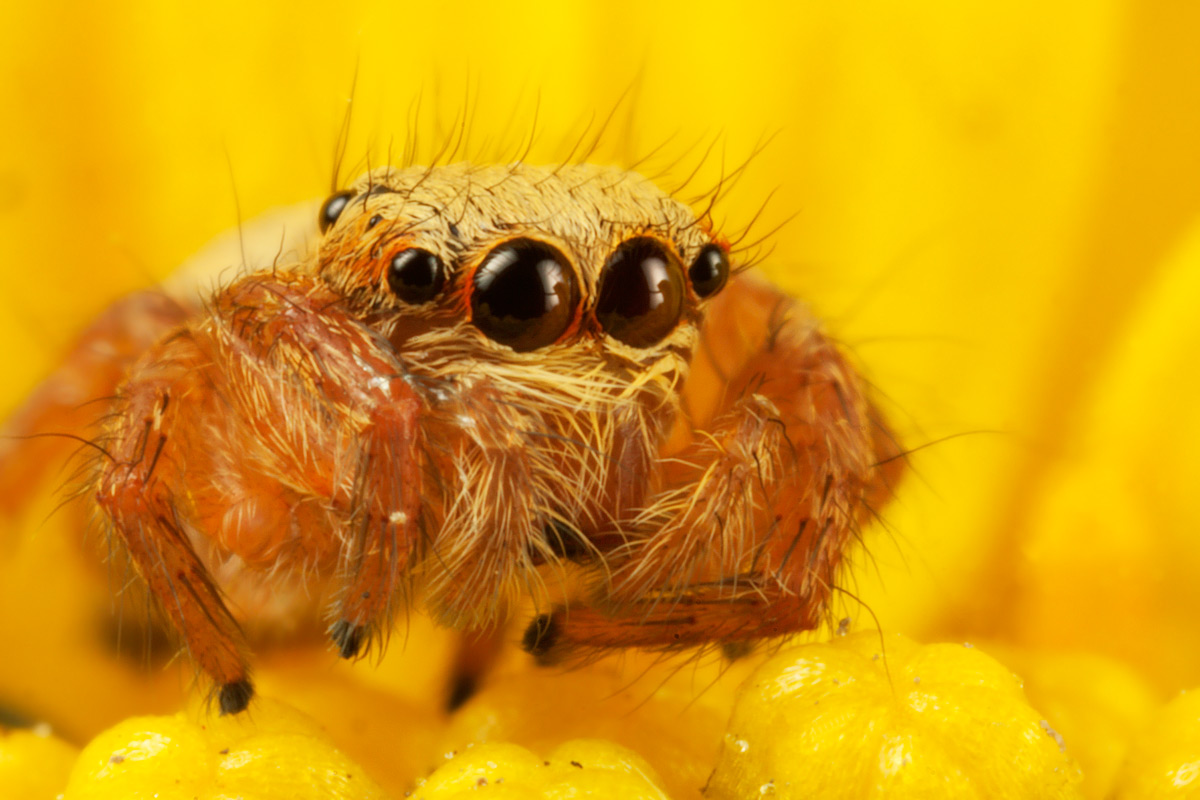 Jumping spider