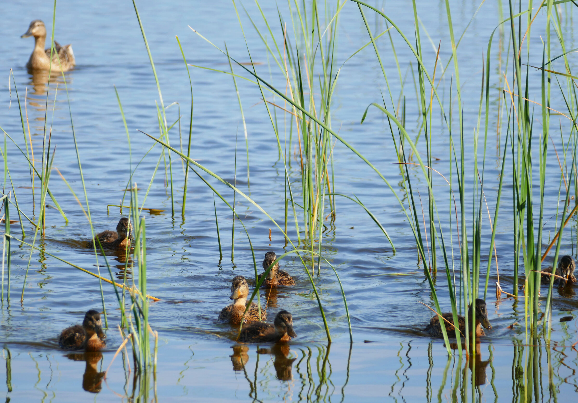 ......lezione di nuoto