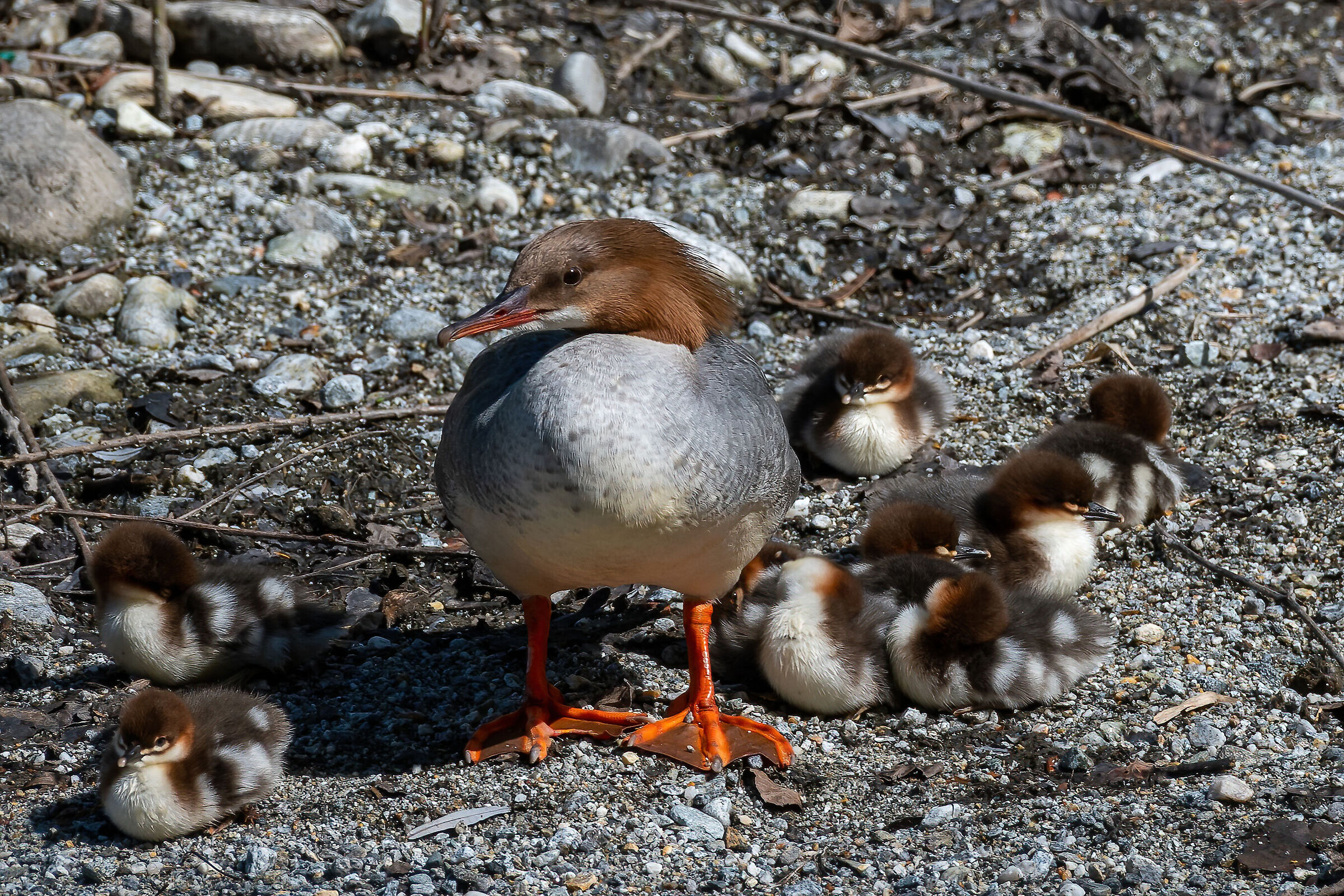 Smergo female with young