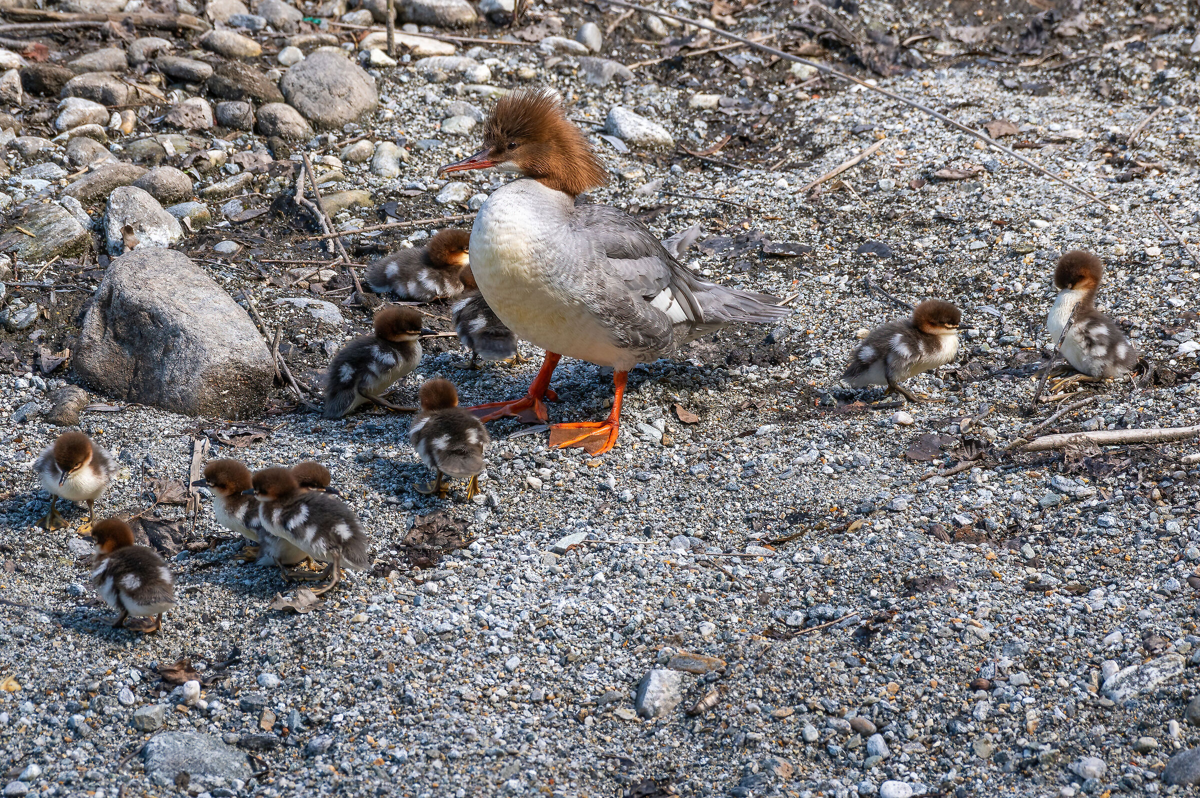 Smergo female with young