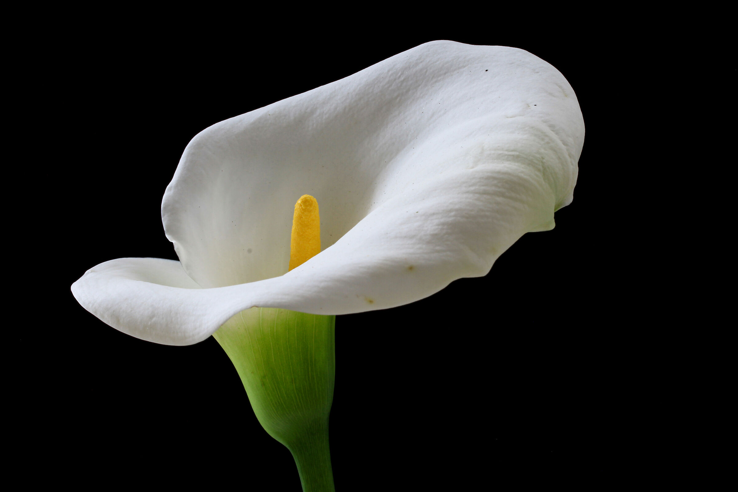 l'eleganza di un fiore