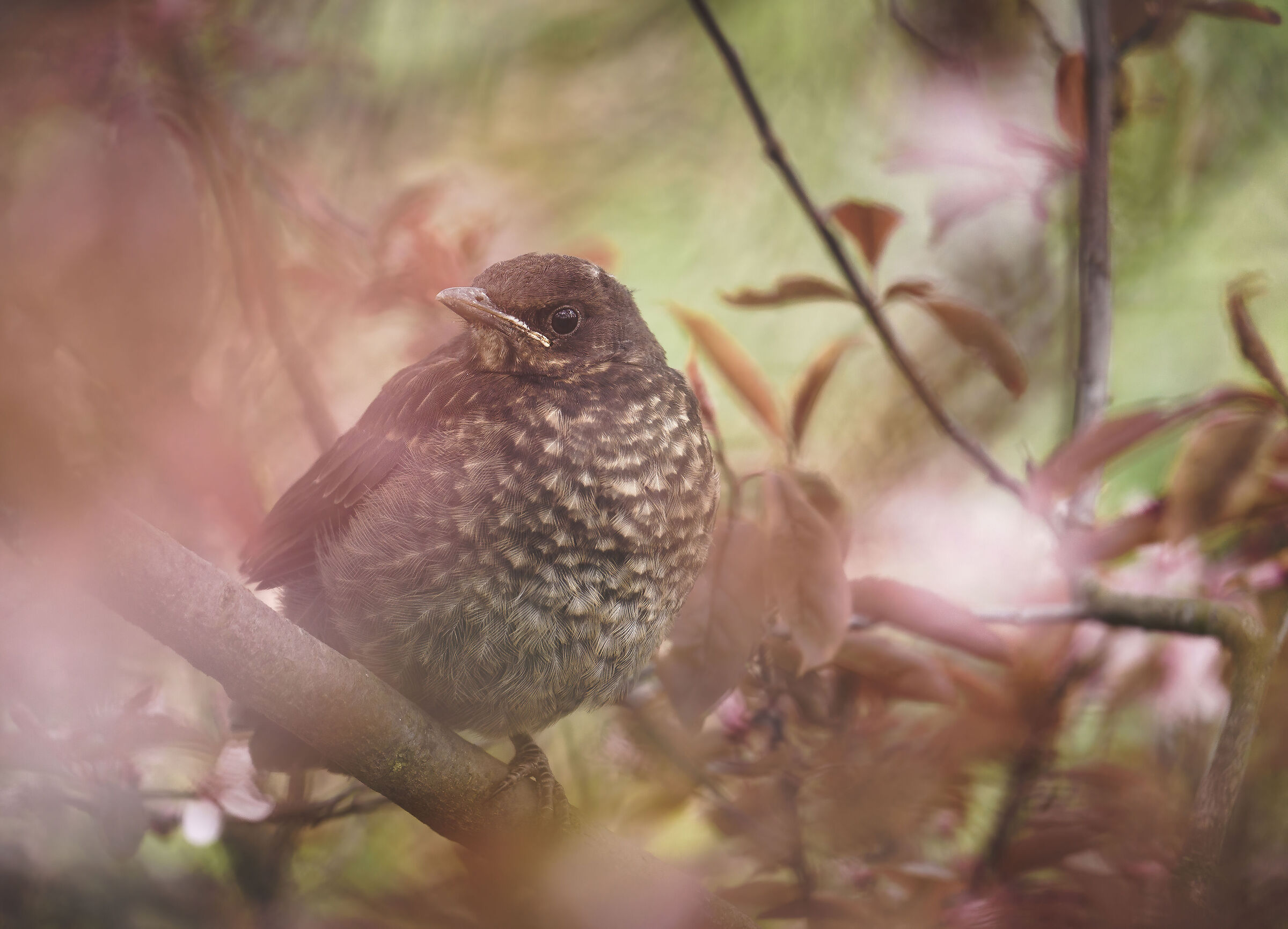 Young Turdus merula