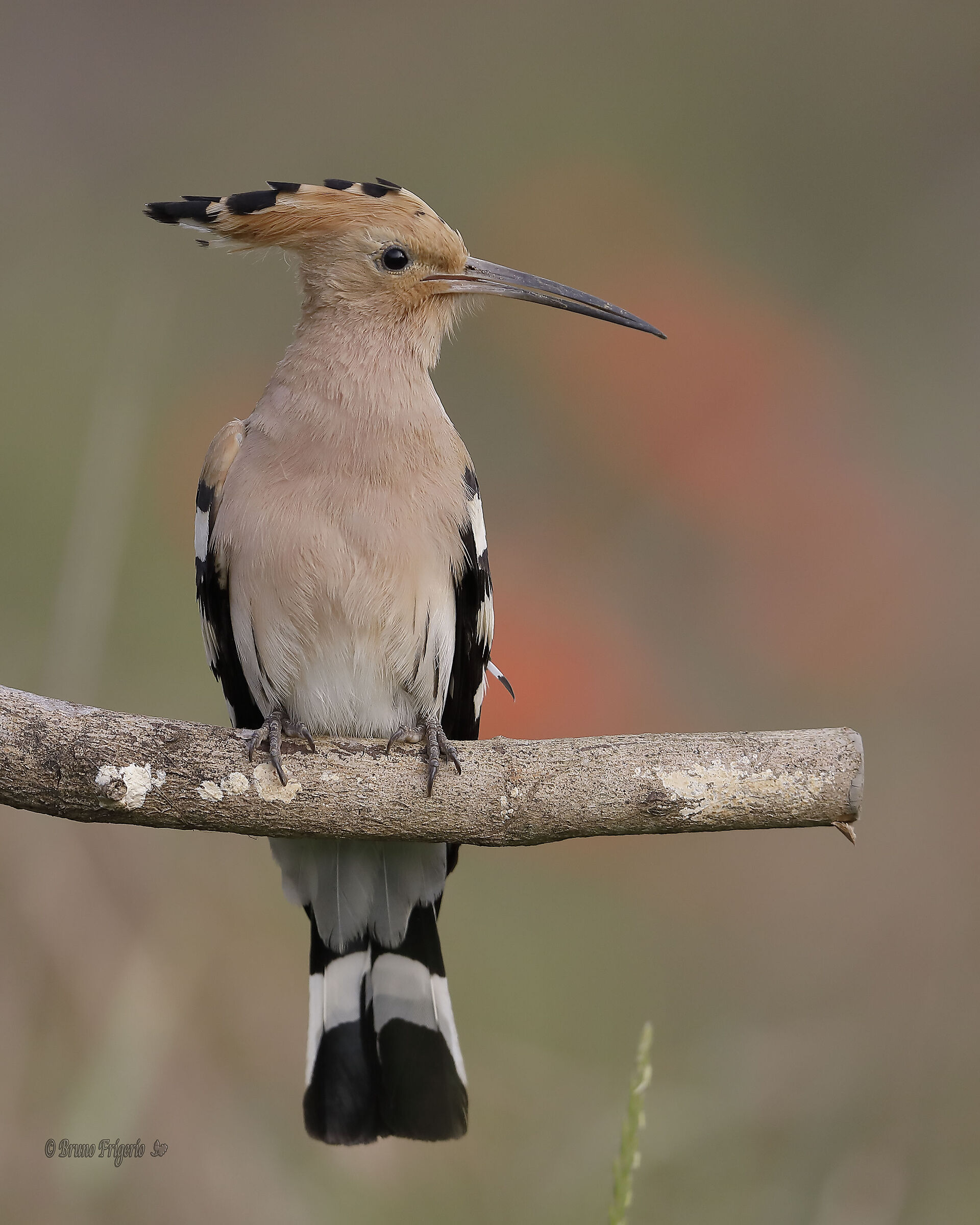 hoopoe