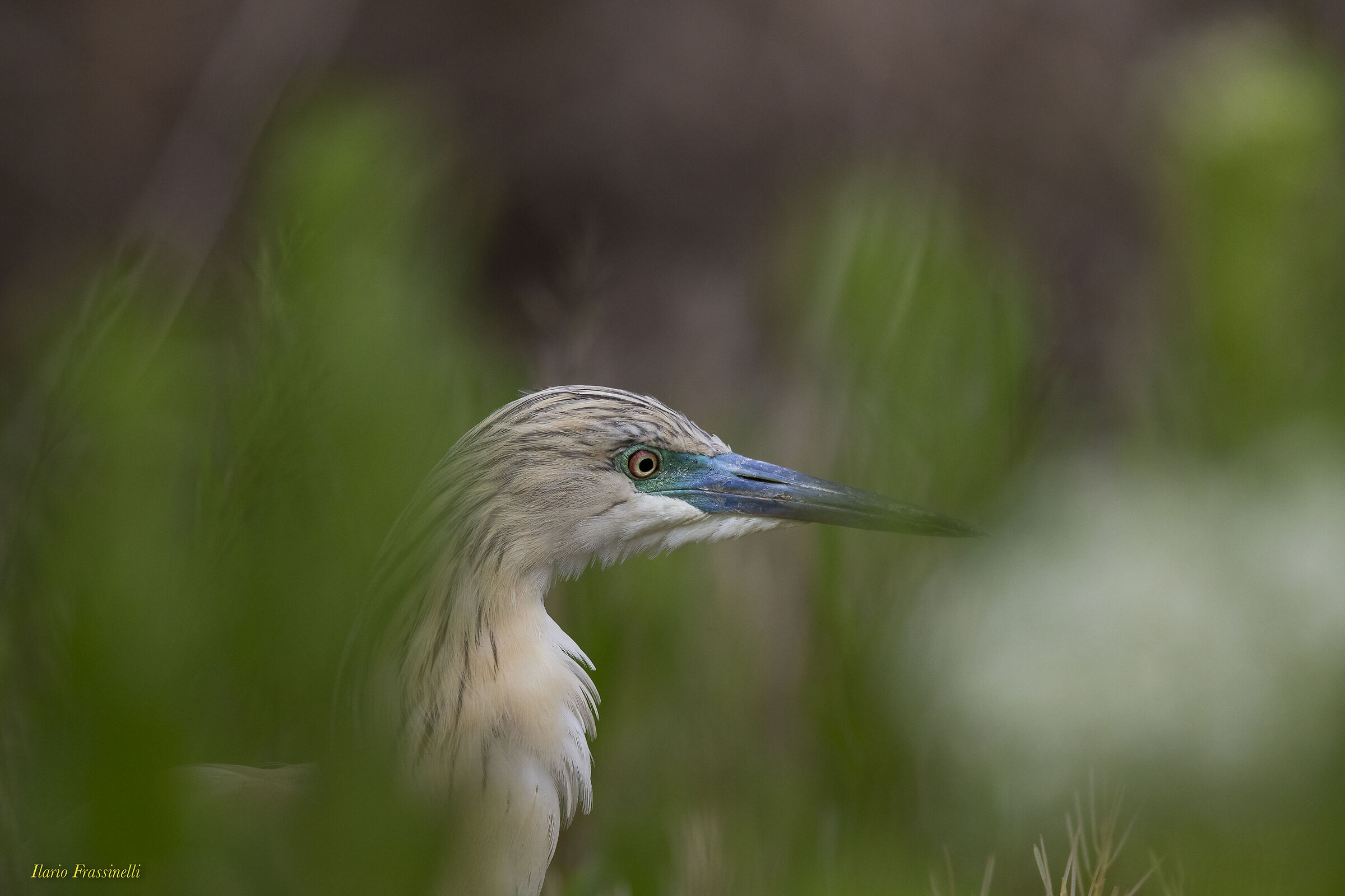 squacco heron