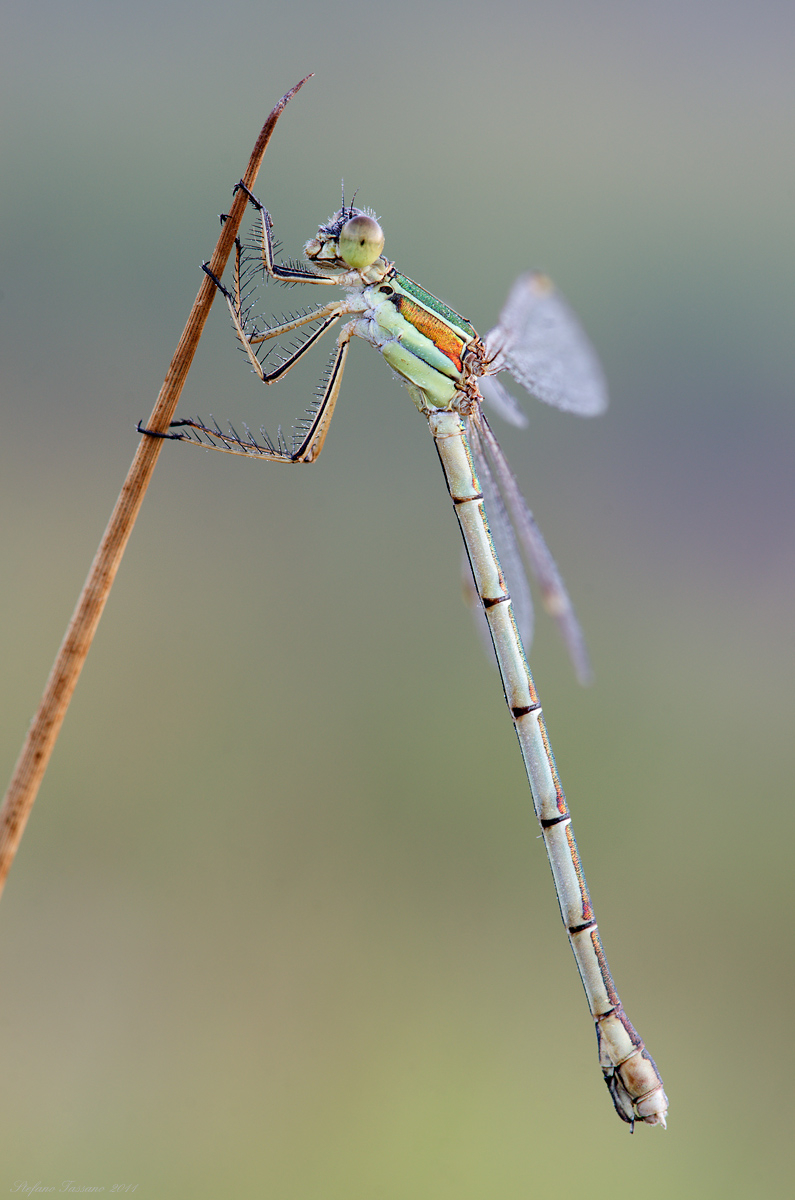 Lestes barbarus
