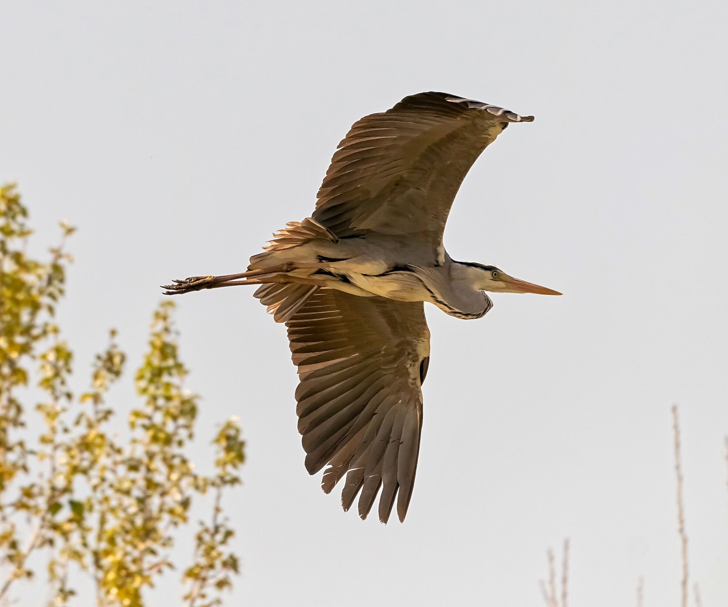 Heron Cenerino in flight Oasis Lipu 2/04/2021