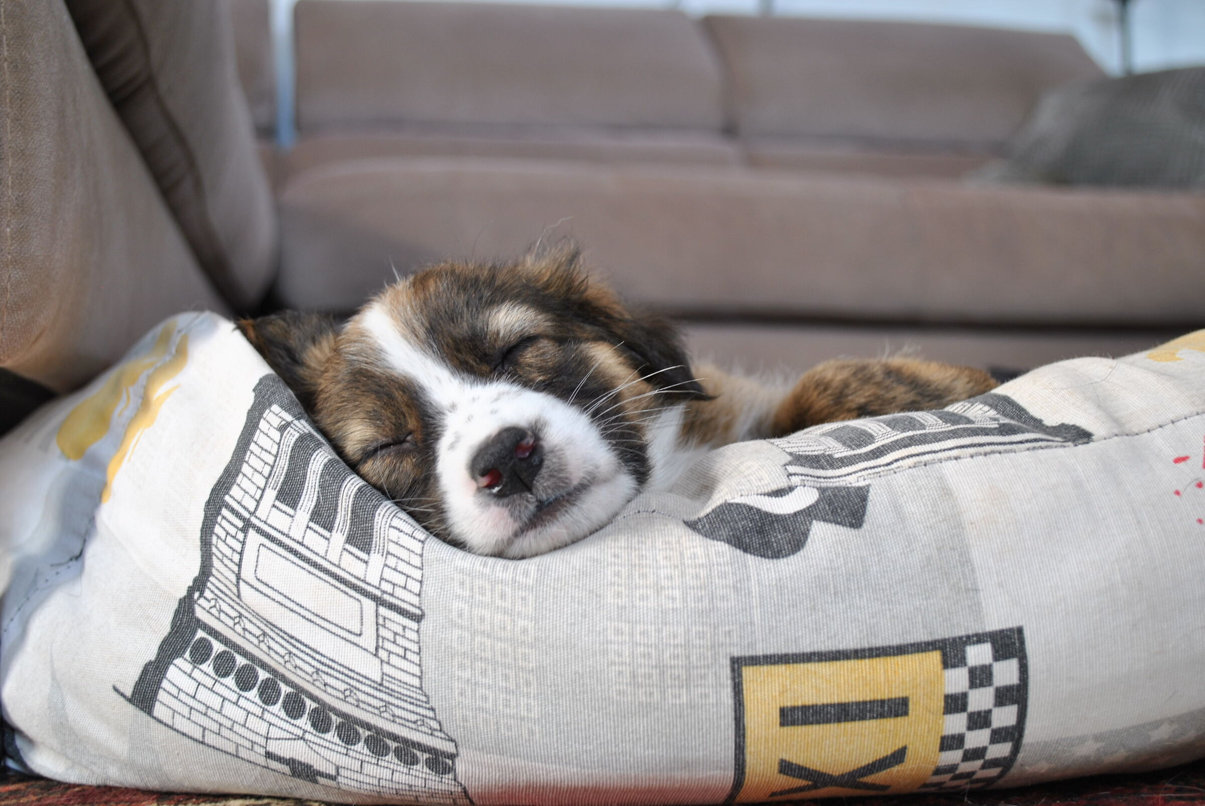 Sleepy Chloe