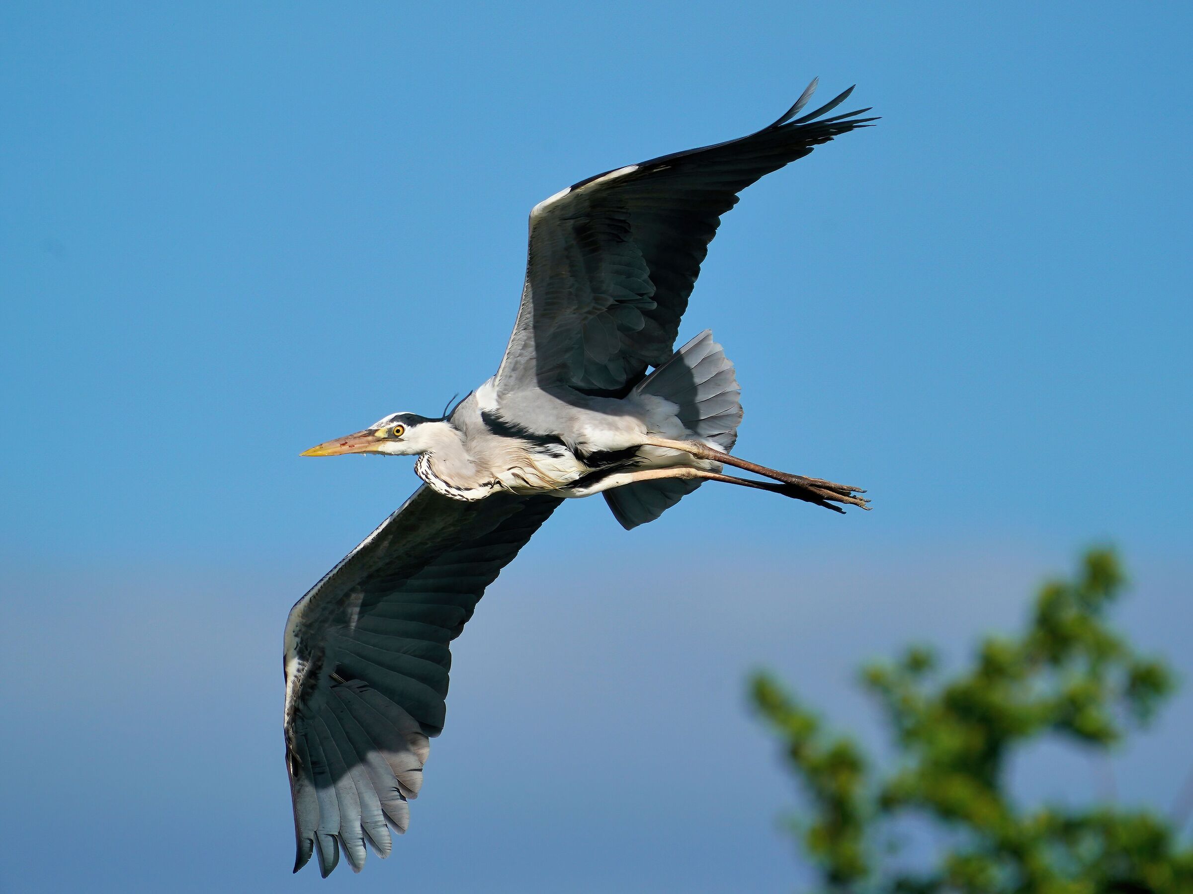 grey heron