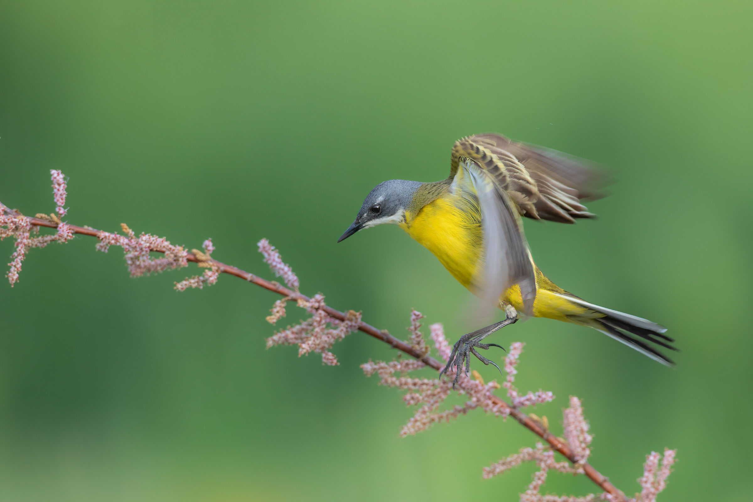 The Grace of the Cutrettola