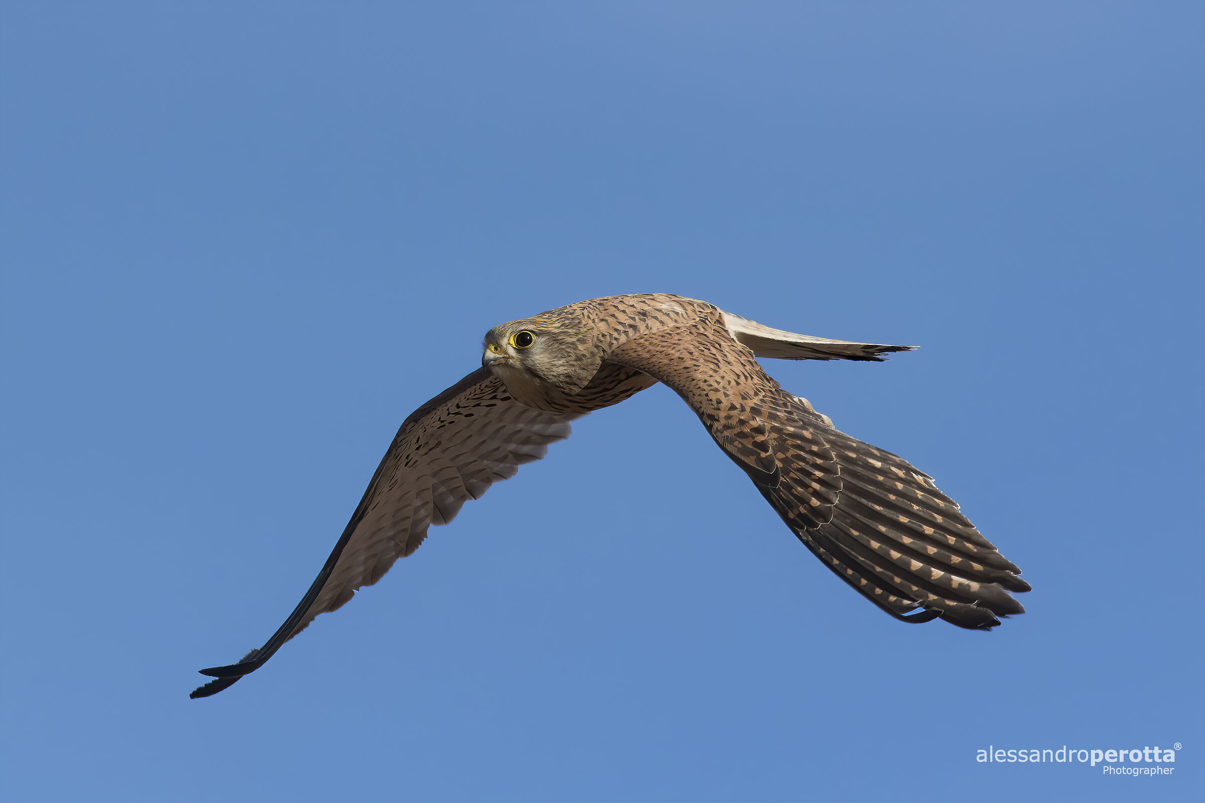 Tinnunculus Falcon