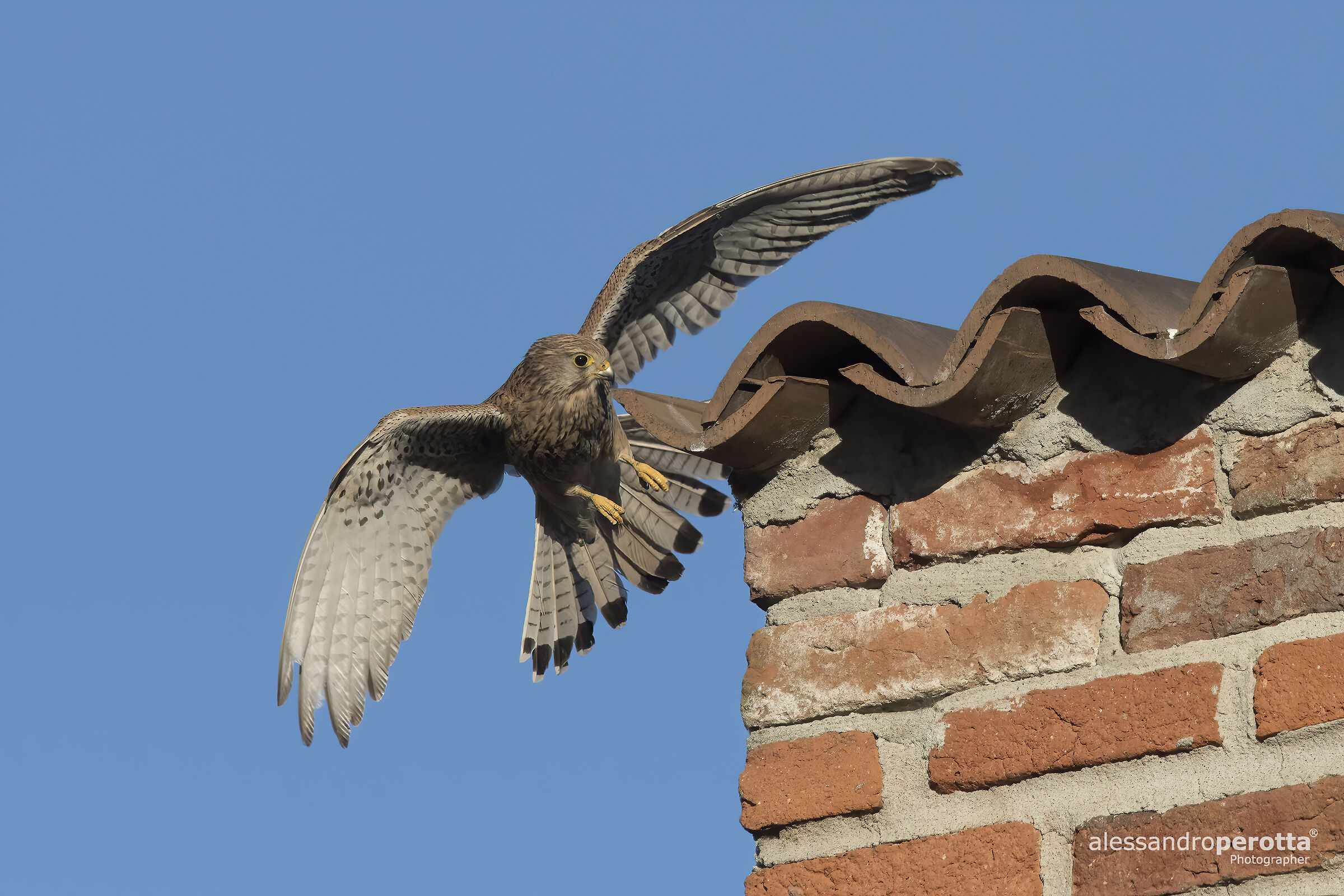 Tinnunculus Falcon