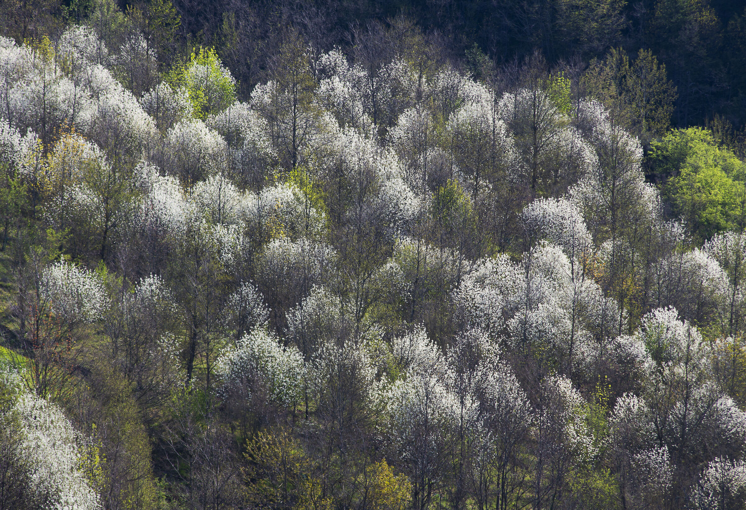 A spasso per la campagna...