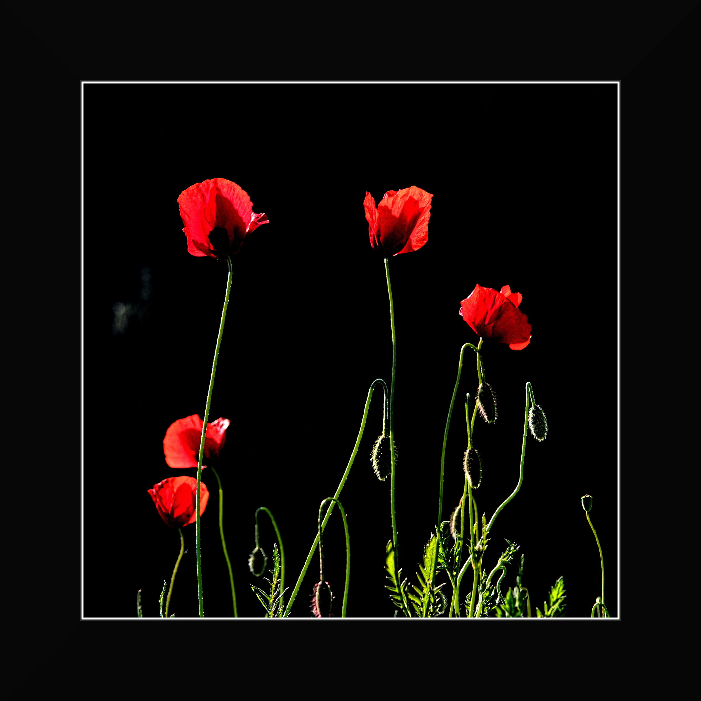 Poppies