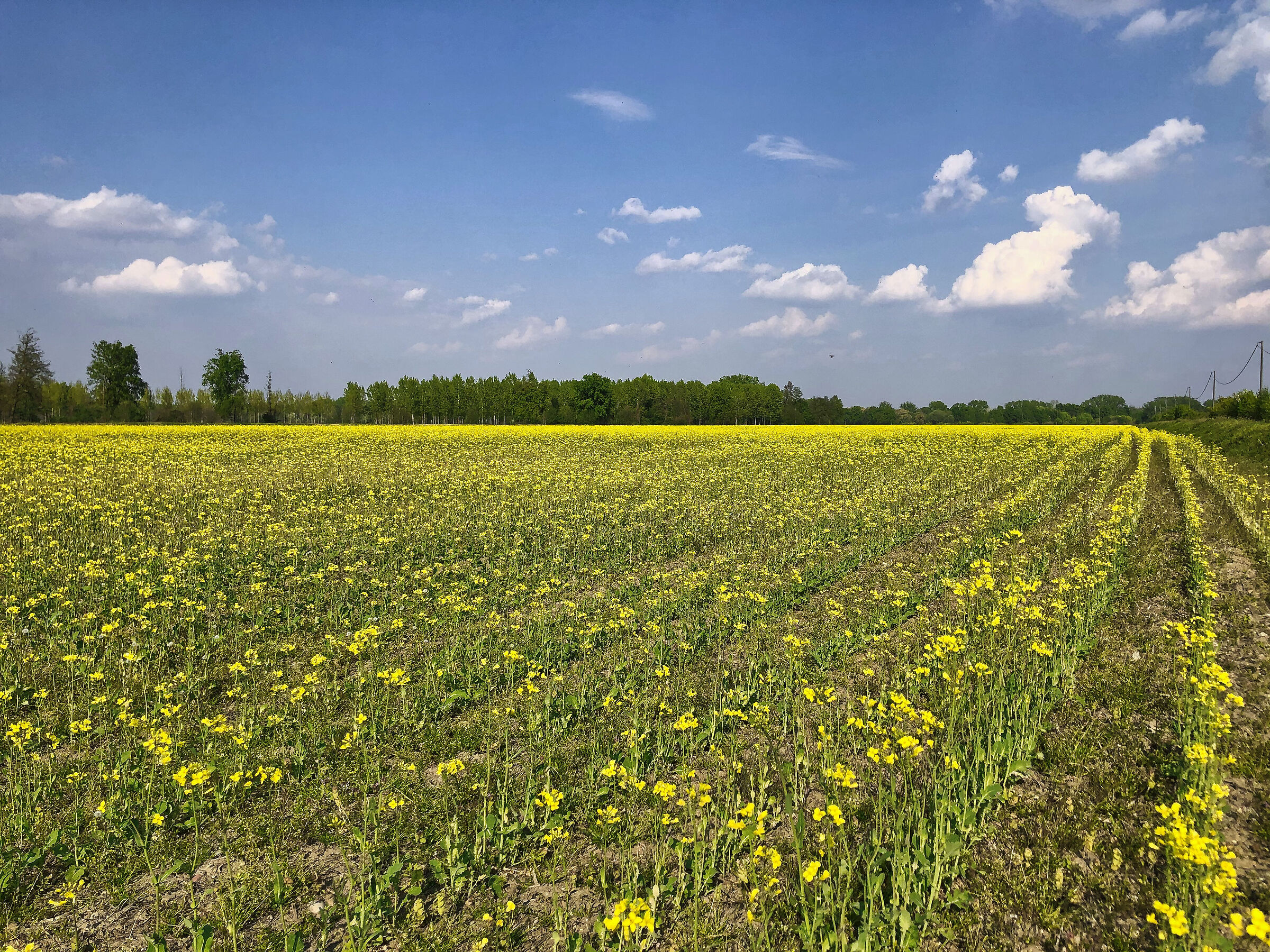 campo di colza