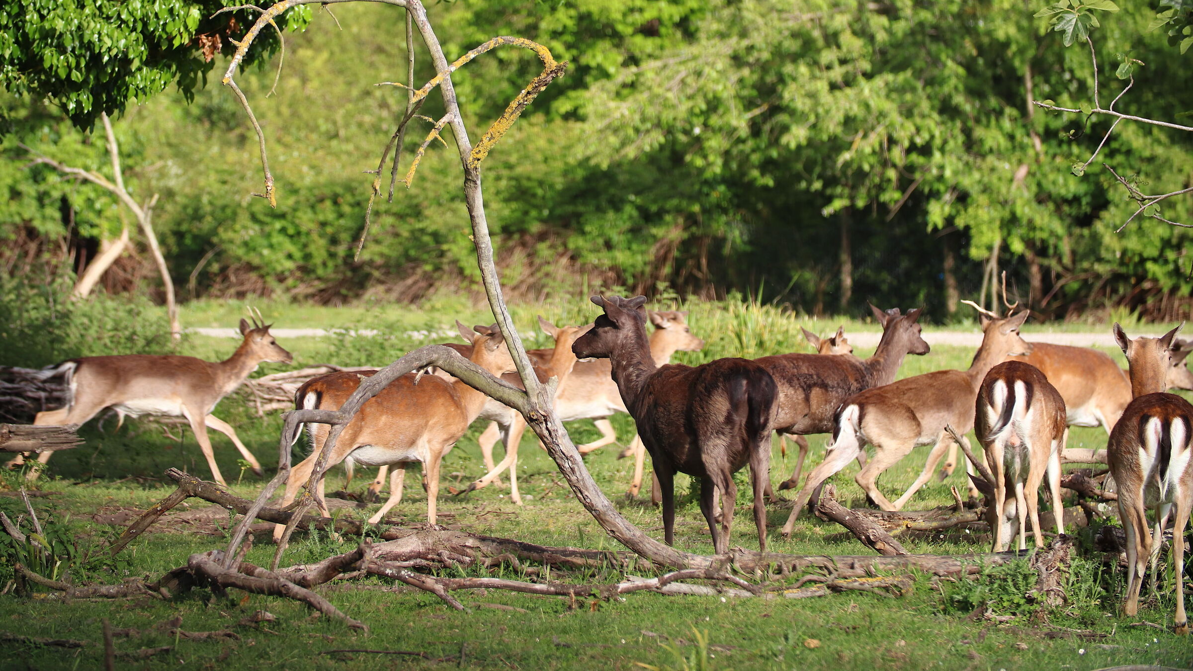 Daini to San Rossore