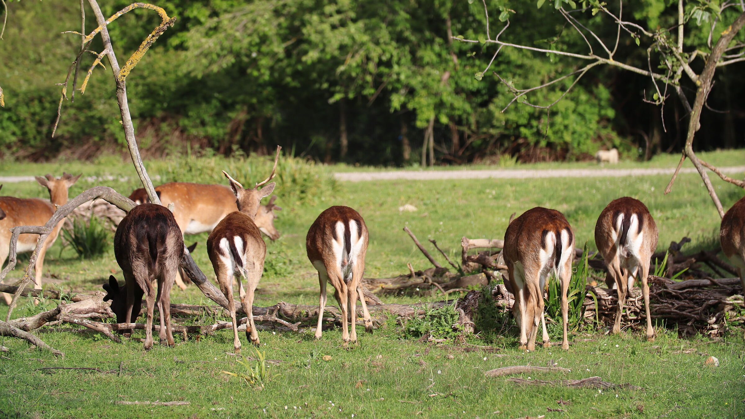 Daini to San Rossore