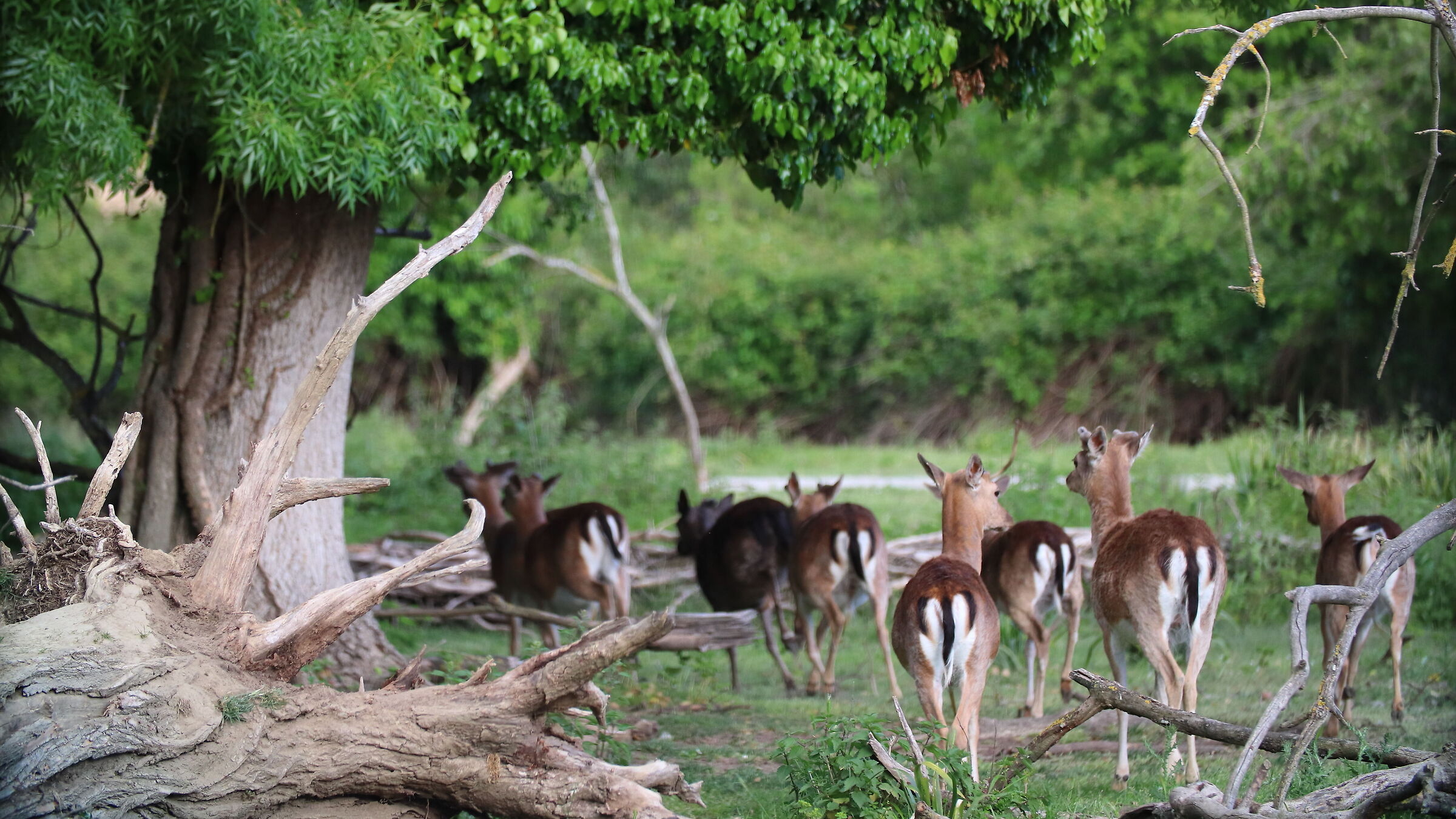 Daini to San Rossore