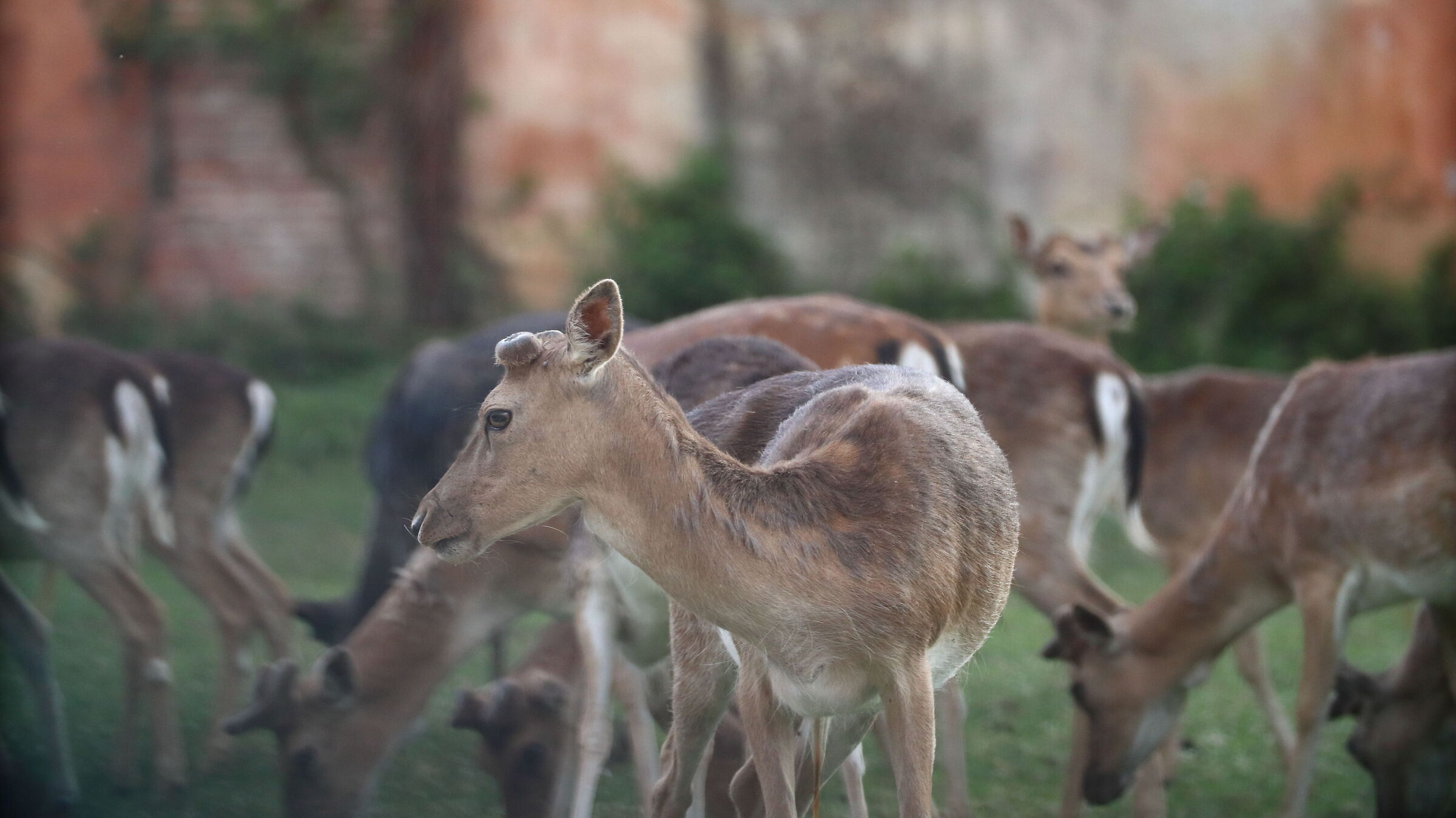 Daini to San Rossore