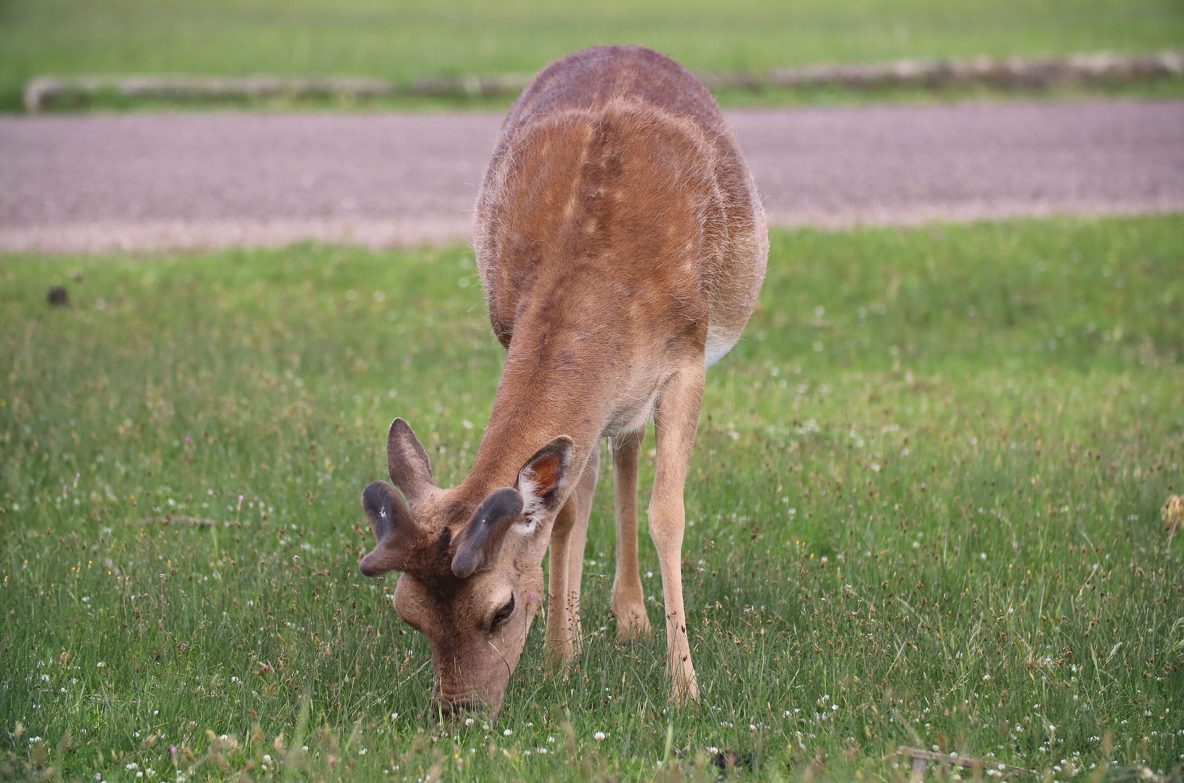 Daini to San Rossore