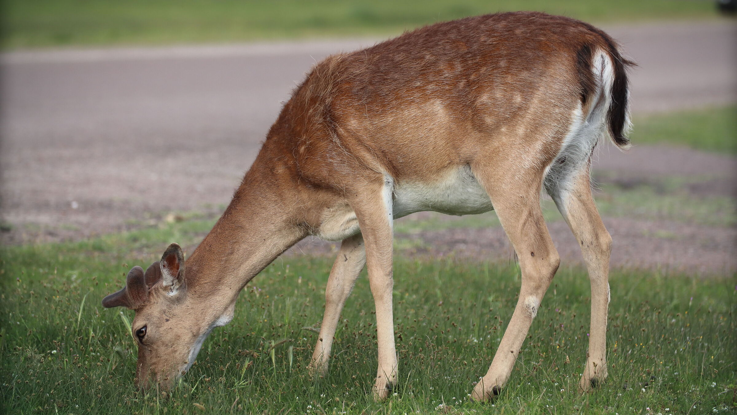 Daini to San Rossore