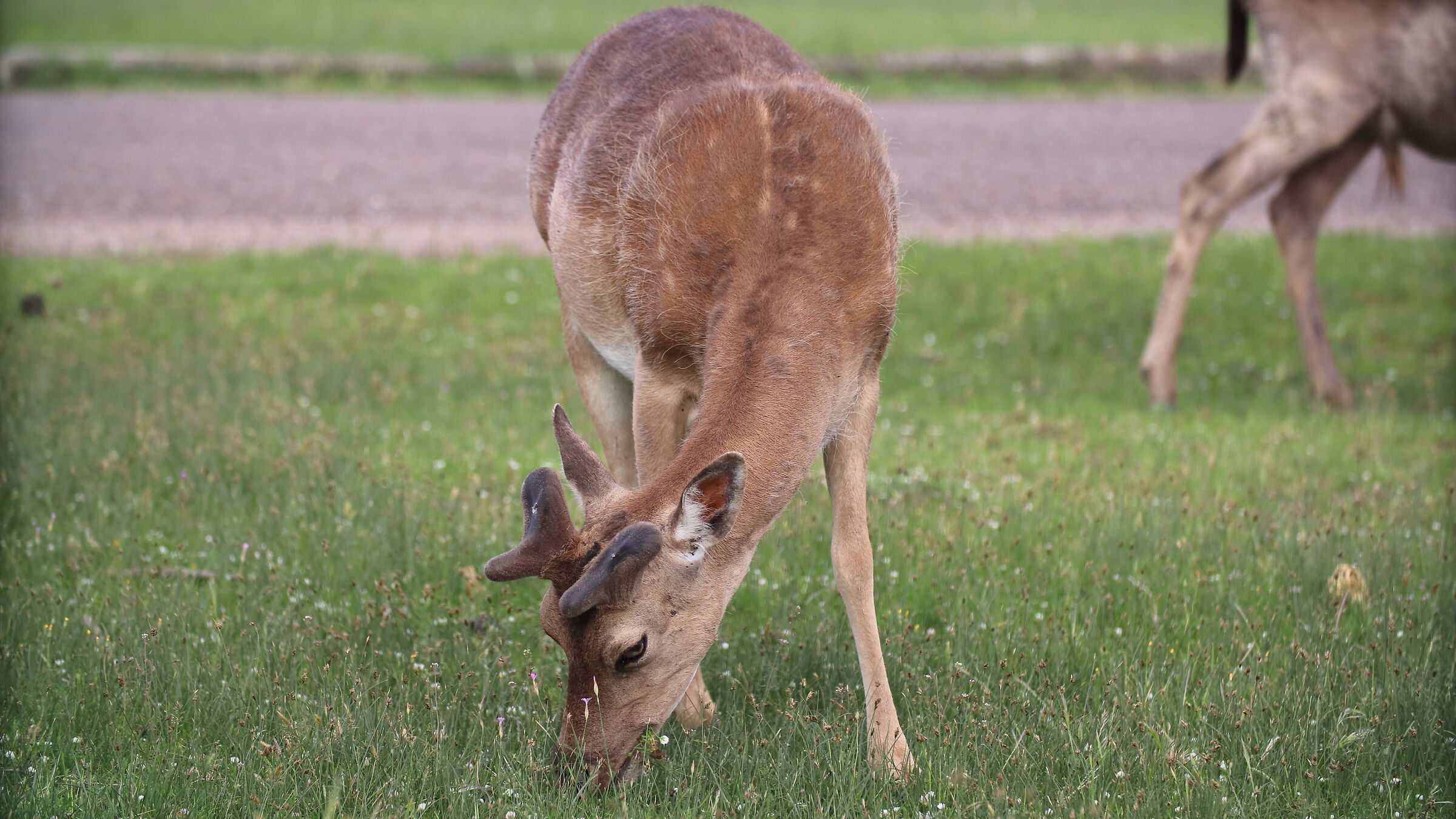 Daini to San Rossore