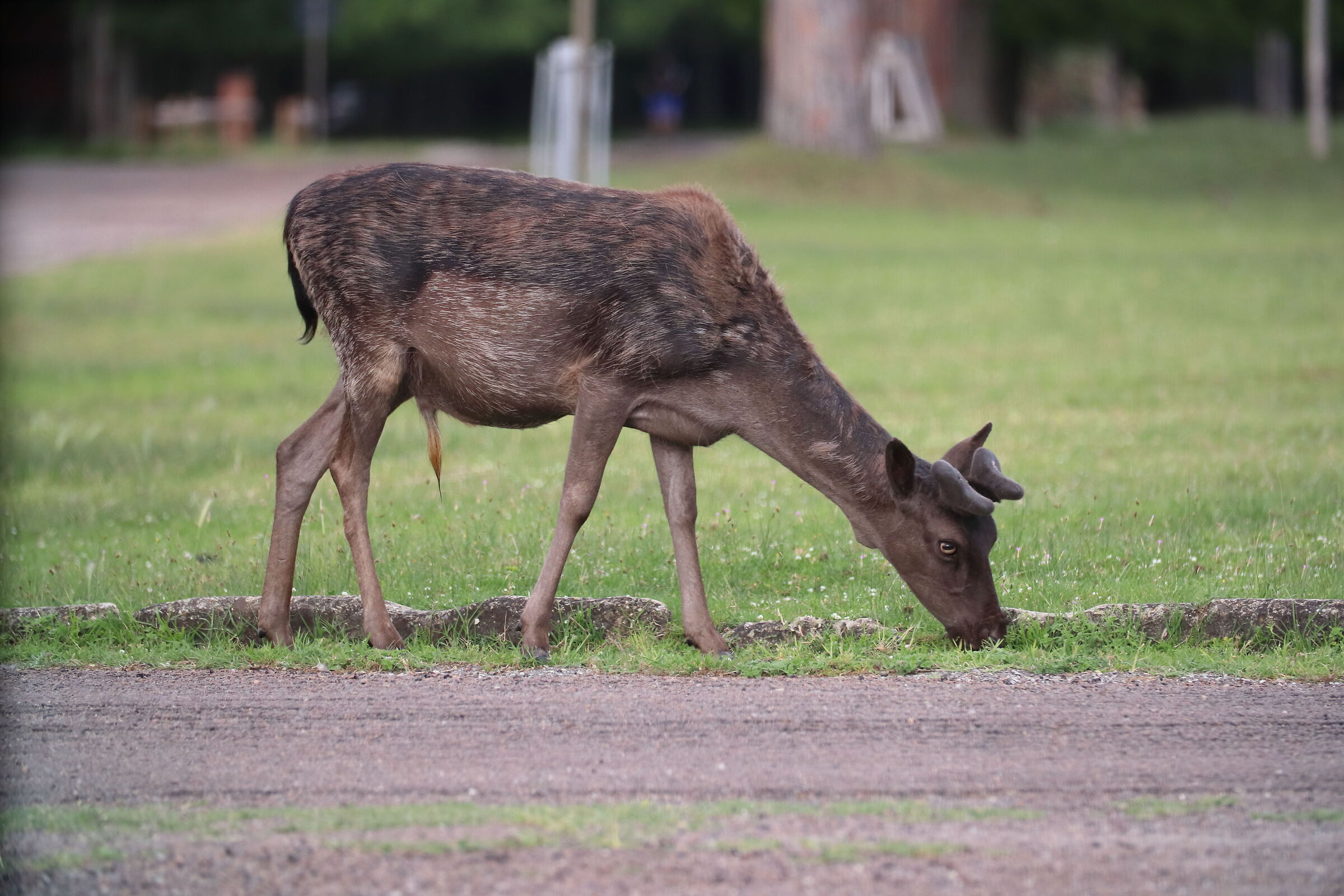 Daini to San Rossore