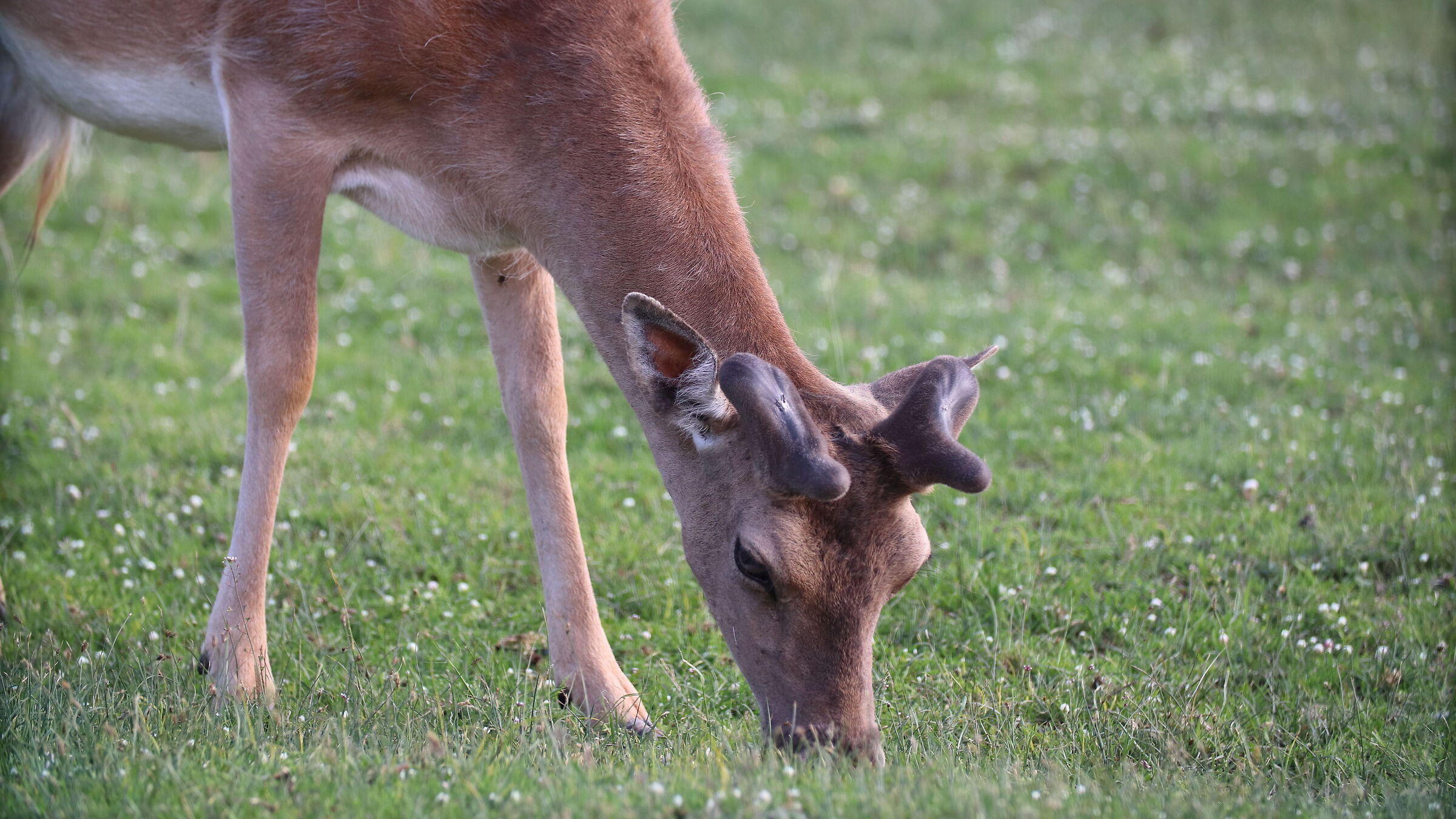 Daini to San Rossore