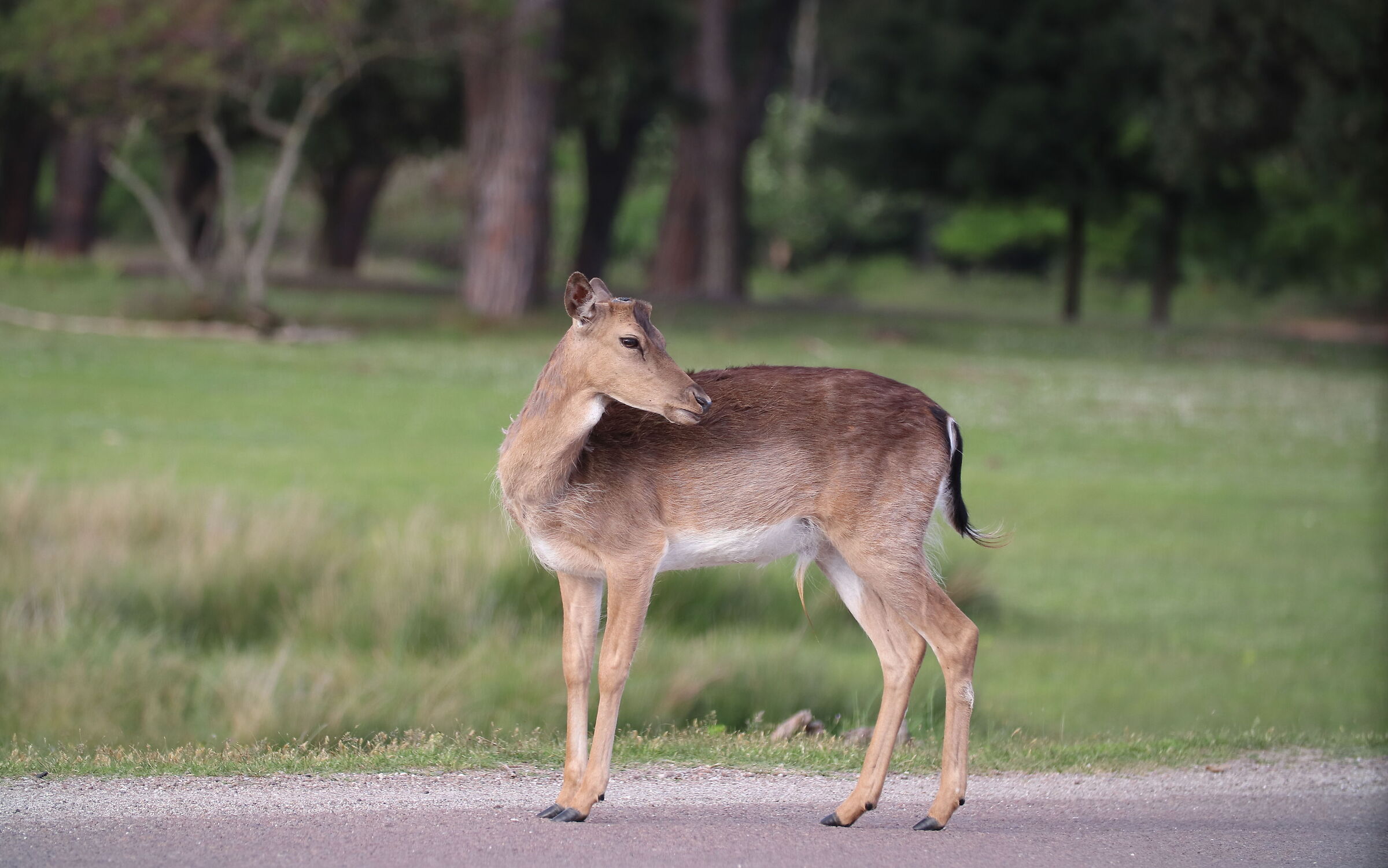 Daini to San Rossore