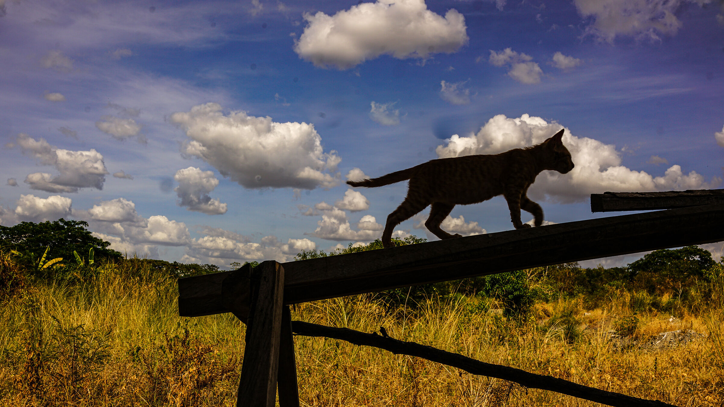 Il paradiso dei gatti