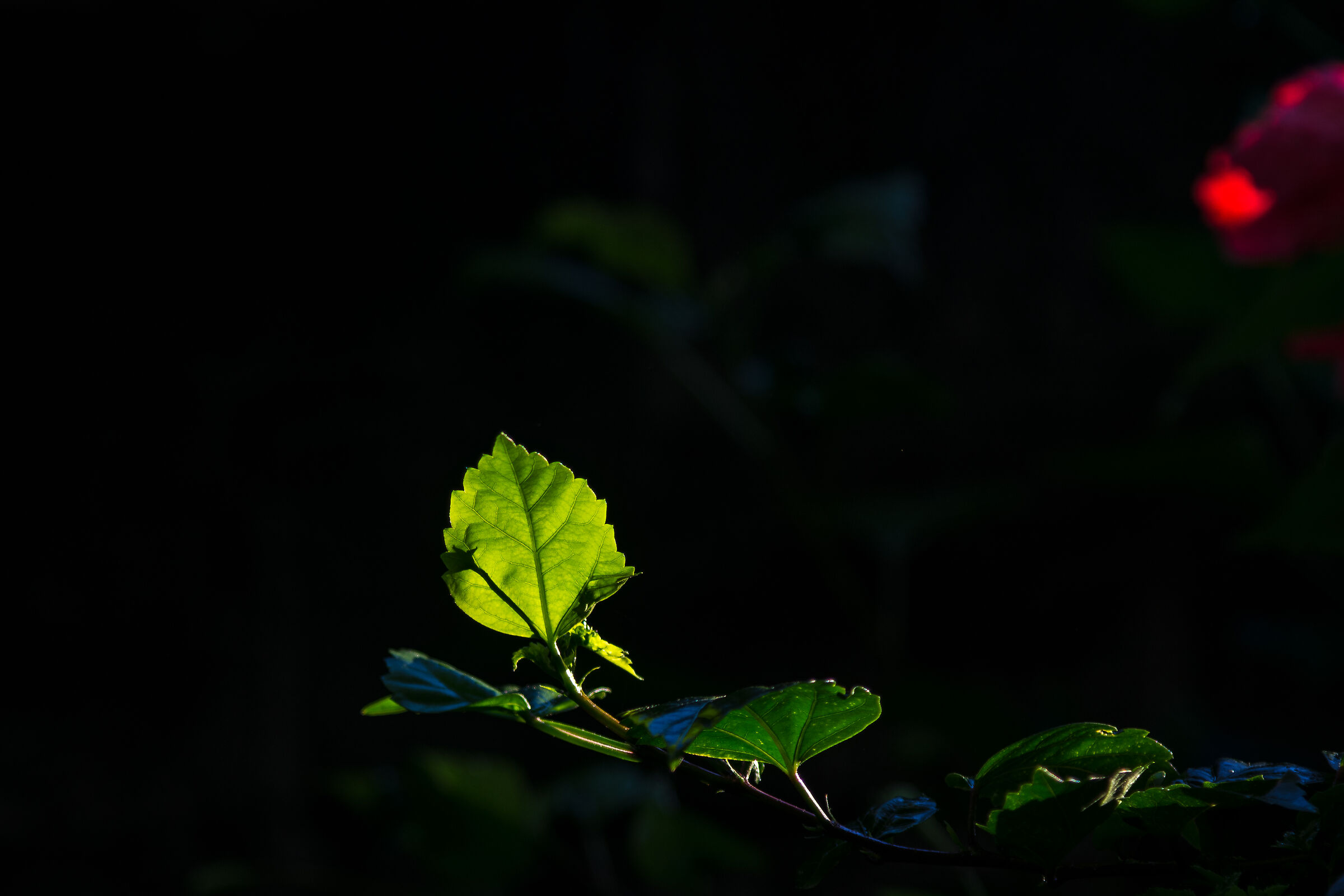 Prime luci dell?alba