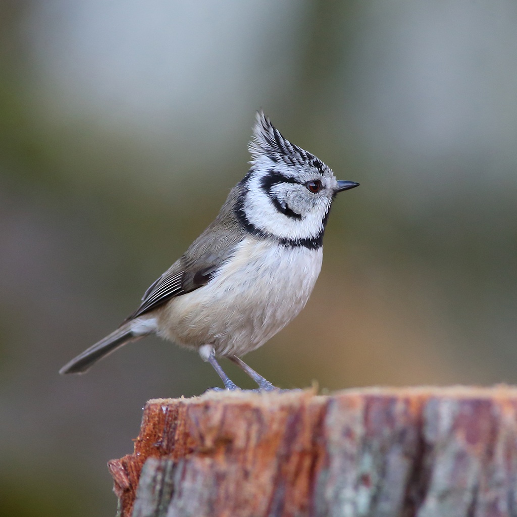 Crested Tit