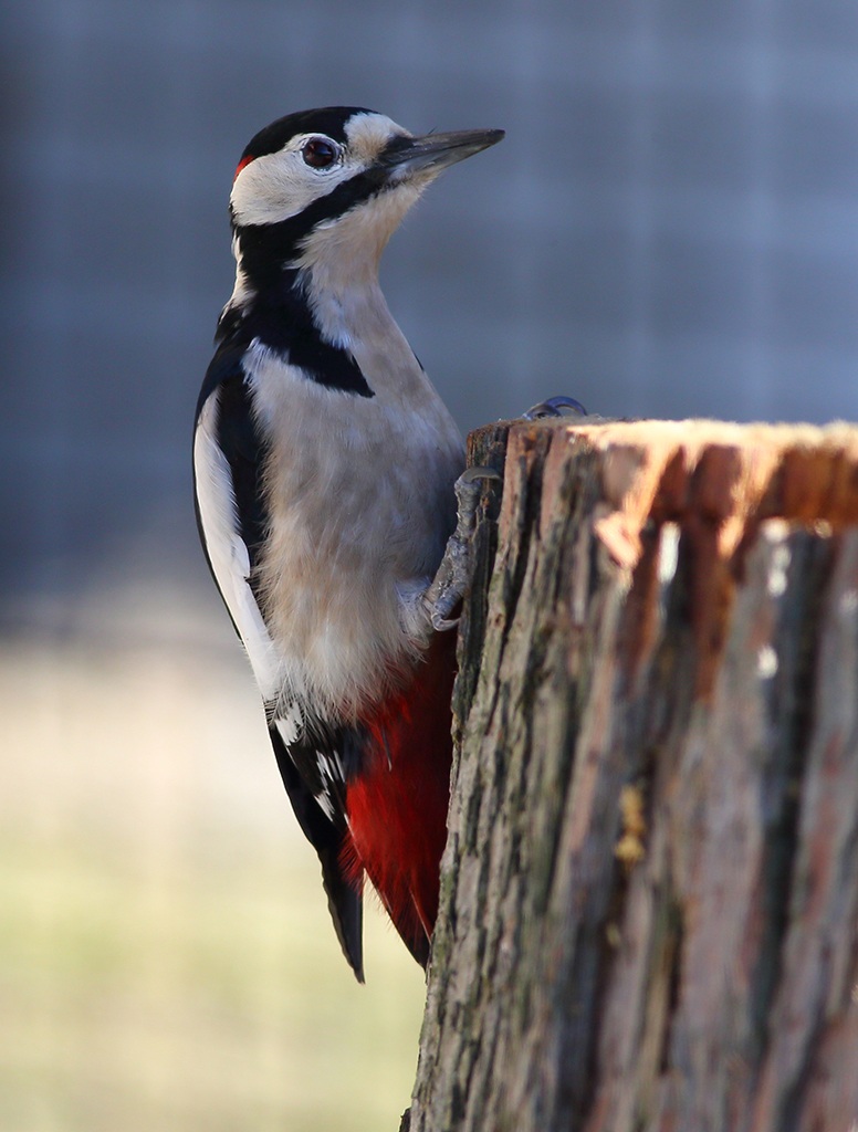 Woodpecker