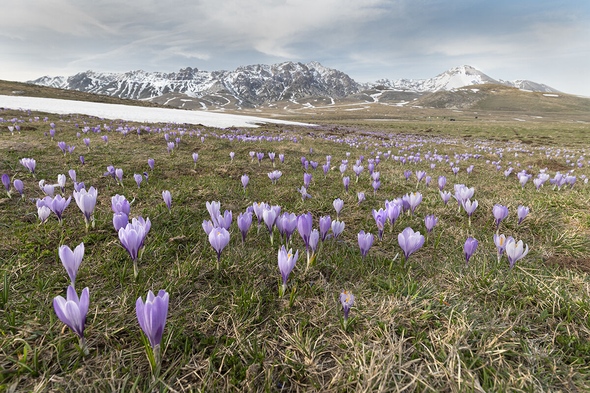 Fioritura dei crochi a Campo Imperatore - (AQ).