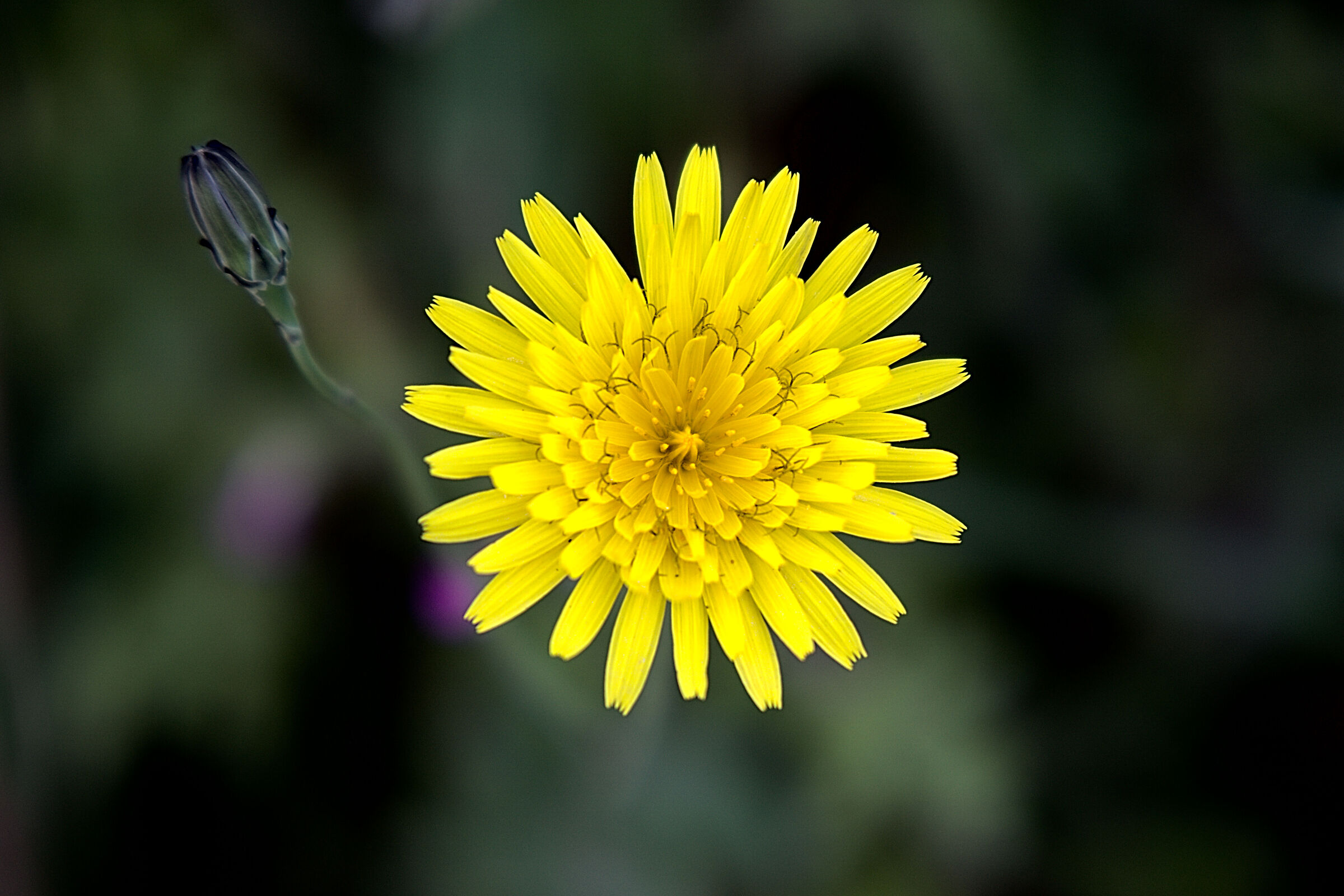 Macro tests