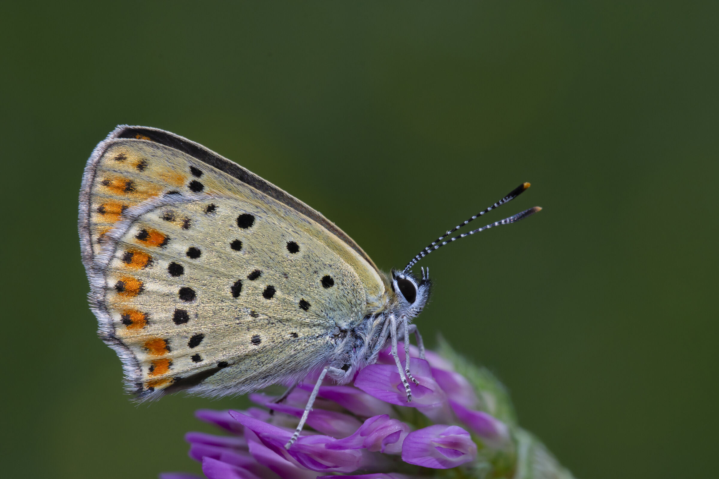 Lycaena tityrus