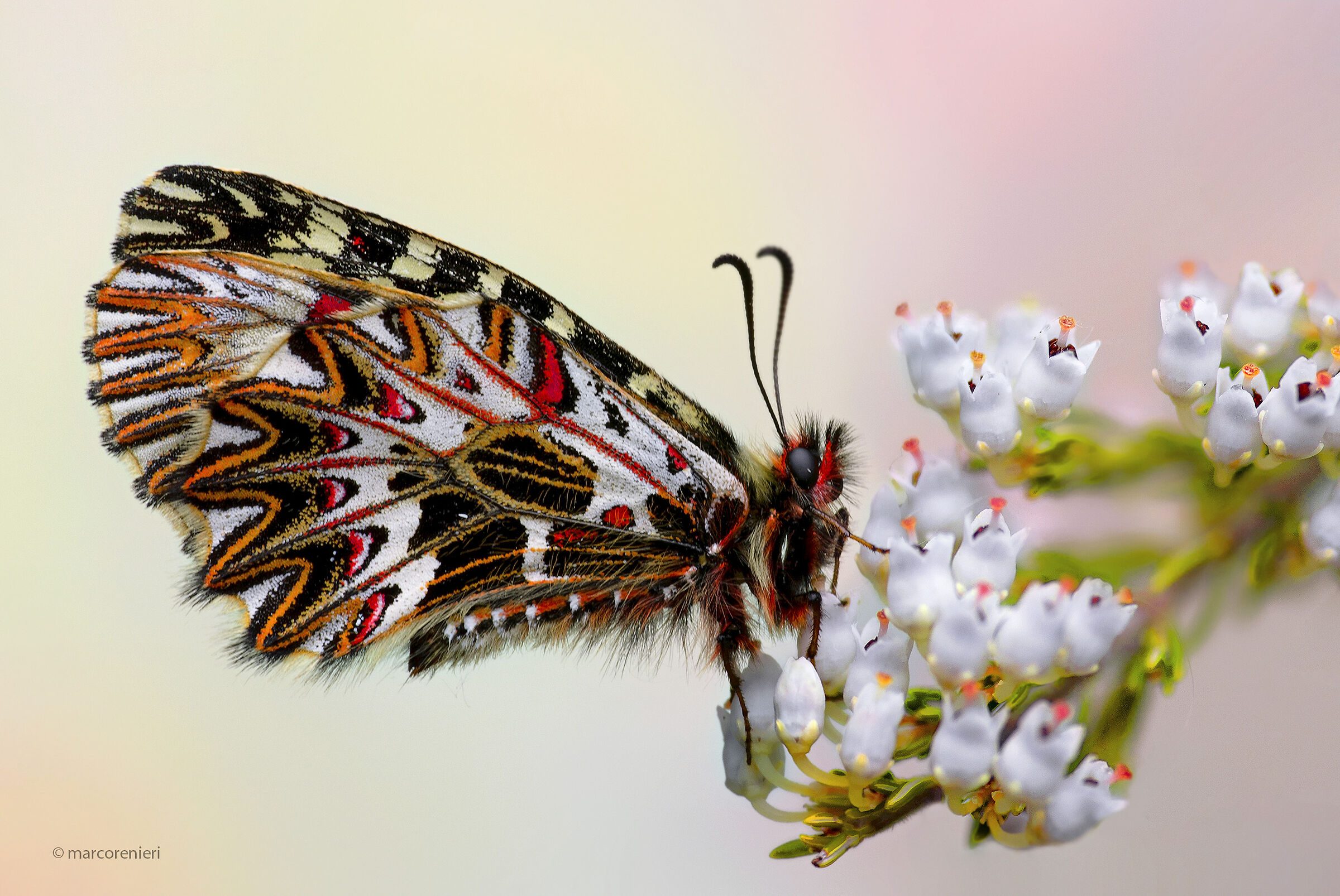 Zerynthia Municipality