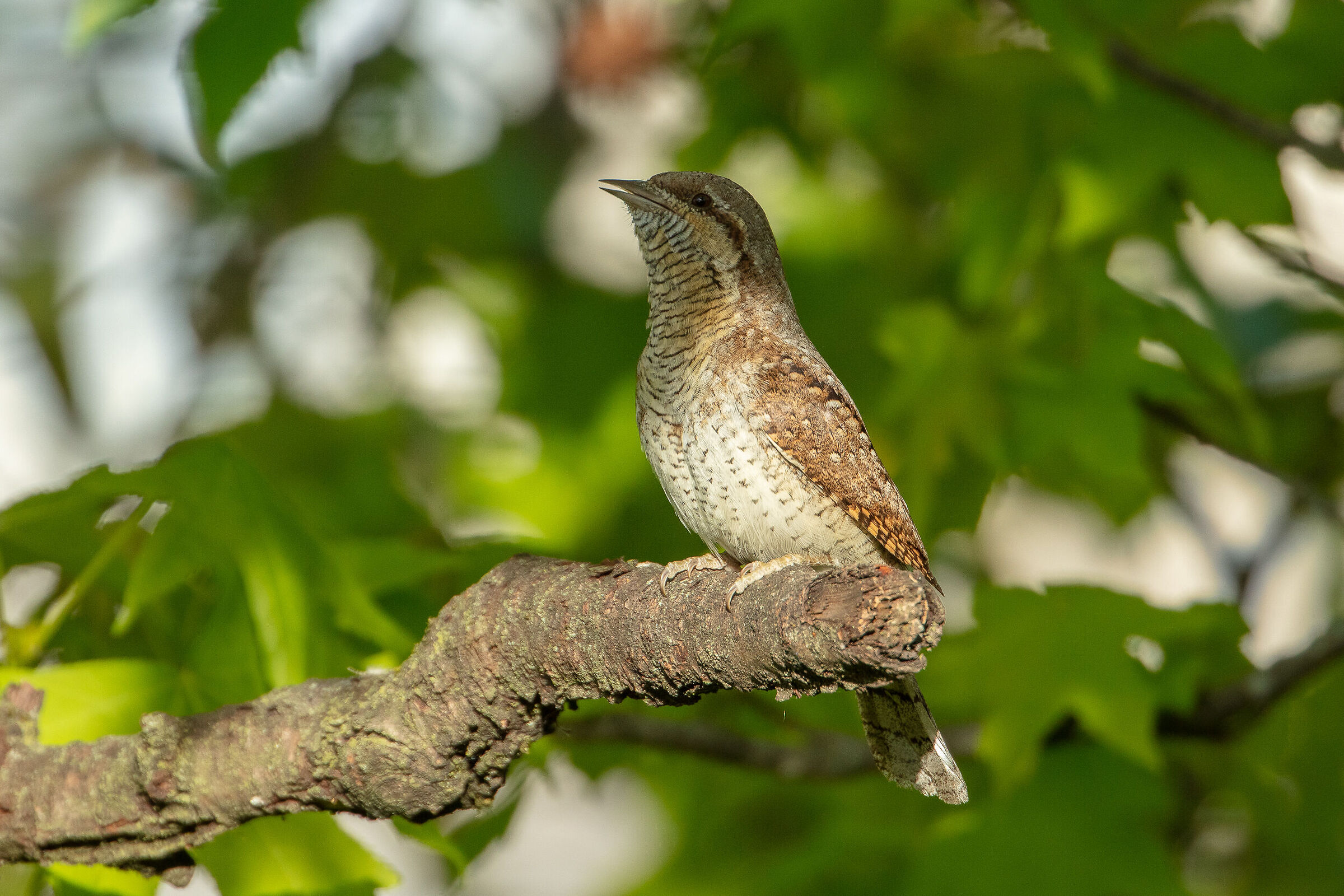 Torcicollo durante il canto di corteggiamento.